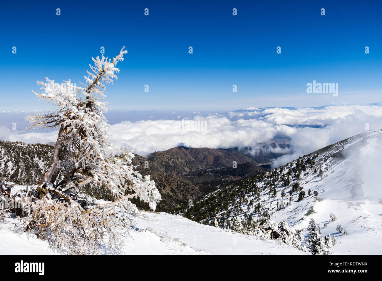 Arbre mort couvert de glace haut sur la montagne, les nuages blancs dans l'arrière-plan couvrant la vallée, le Mont San Antonio (Mt Baldy), comté de Los Angeles, C Banque D'Images