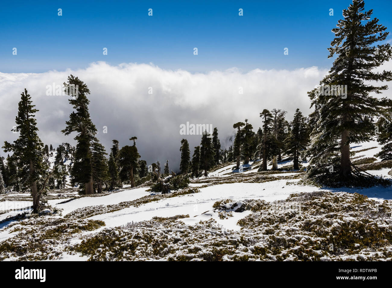 Beau paysage sur le Mont San Antonio (Mt Baldy), Los Angeles County, Californie Banque D'Images