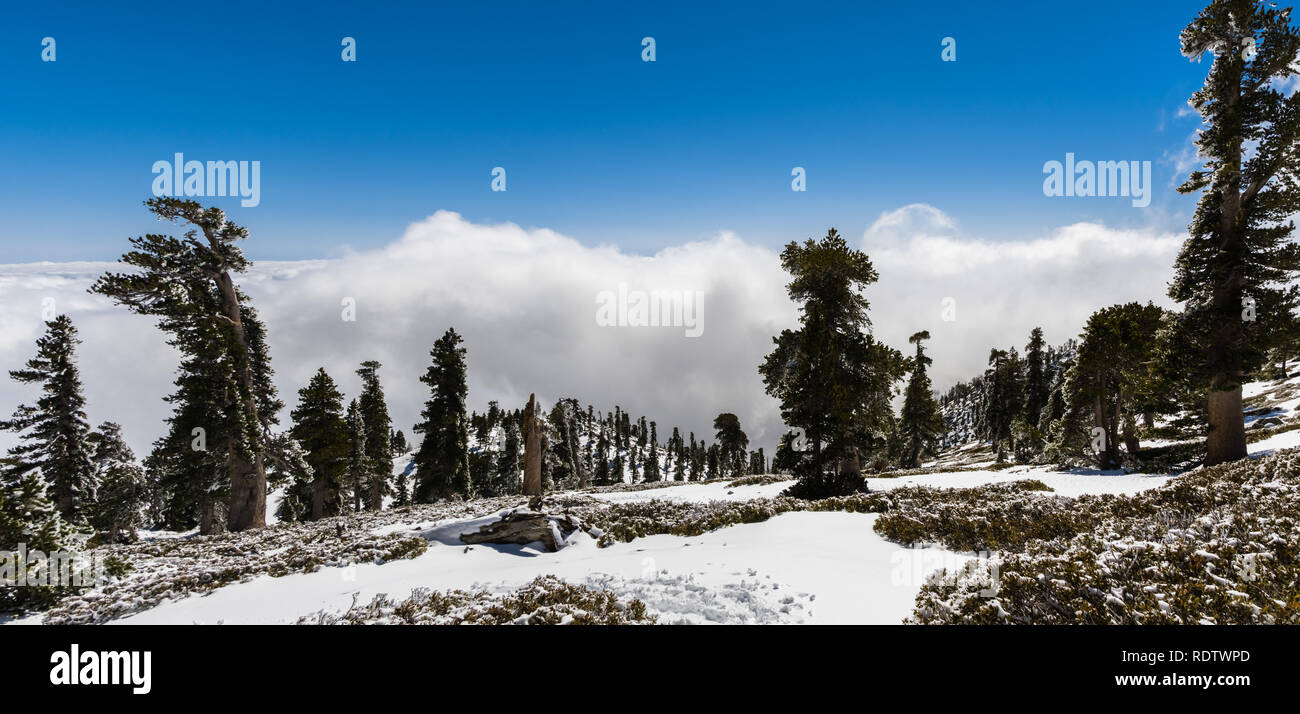 Beau paysage sur le Mont San Antonio (Mt Baldy) ; les nuages blancs dans l'arrière-plan couvrant la vallée ; Los Angeles County, Californie Banque D'Images
