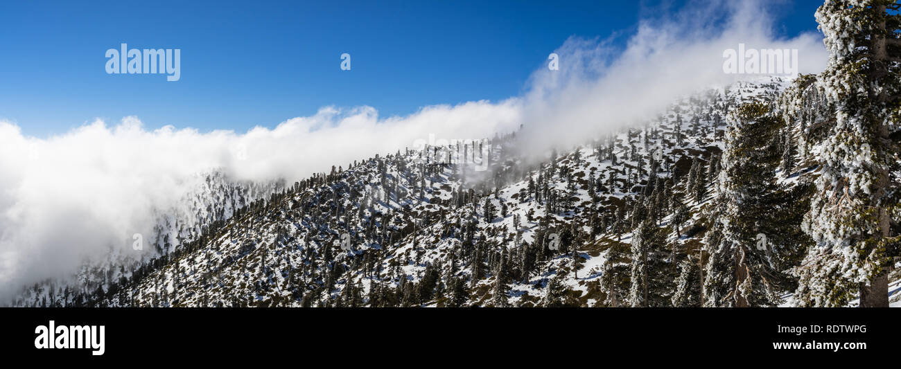 Journée d'hiver ensoleillée avec la neige fraîche et une mer de nuages blancs sur la piste vers San Antonio (Mt Mt Baldy), comté de Los Angeles, Californie du sud Banque D'Images