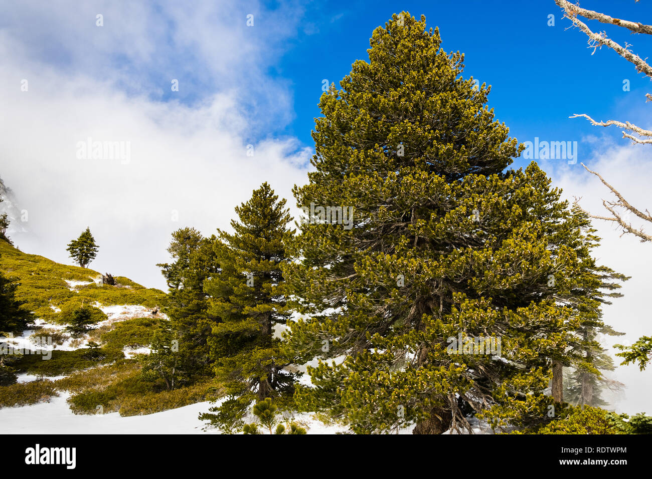 Beaux pins verts qui poussent sur les pentes du Mont San Antonio (Mt Baldy), Californie du sud ; les nuages blancs et ciel bleu en arrière-plan Banque D'Images