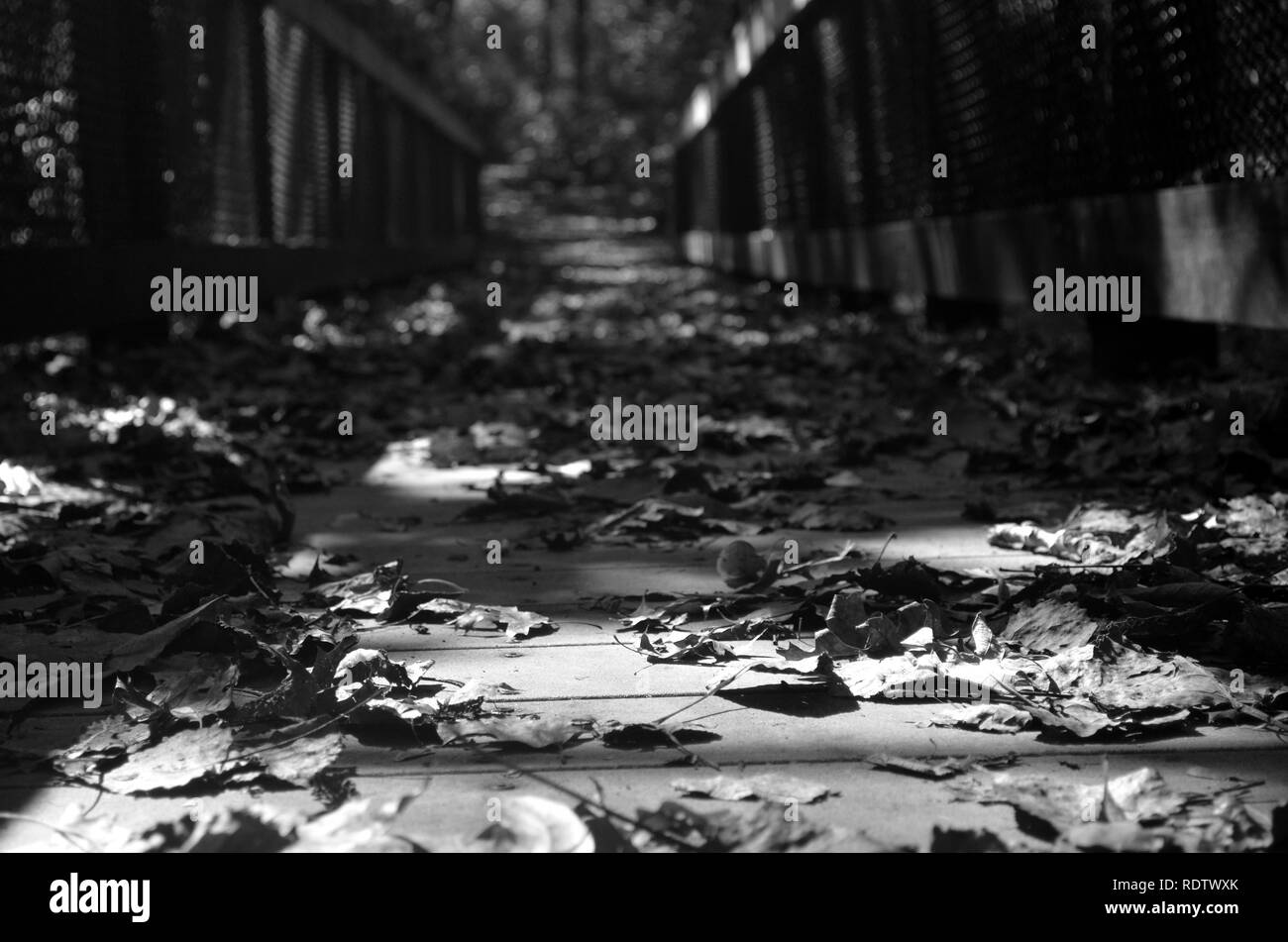 Image en noir et blanc d'un pont couvert de feuilles. Banque D'Images