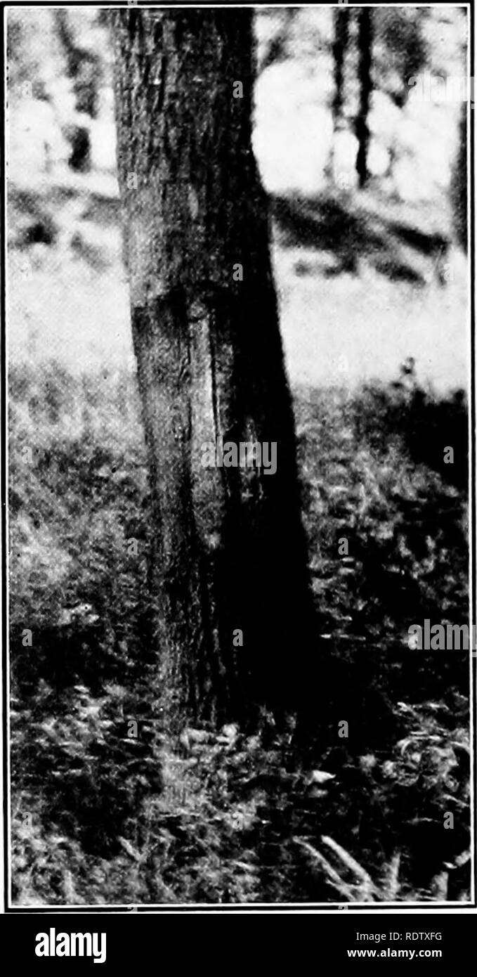 . Horticulture ferme, préparé spécialement pour ceux qui s'intéressent à l'accueil ou de l'horticulture commerciale. Des légumes, des fruits-culture. Fig. 67.-La bonne façon de couper un gros membre. Notez la façon dont les blessures sont la guérison. Fig. 68. -Une large blessure entièrement guéri. L'émondage des arbres centenaires.-l'objet d'élaguer un vieil arbre est simplement de garder les branches éclairci, afin d'éliminer les germes de l'eau qui peuvent se produire et de prendre tous les membres inférieurs qui interfèrent les uns avec les autres. Si l'arborescence système atically- a été élagué au cours de sa croissance initiale -ery peu de taille sera nécessaire comme l'arbre est lo Banque D'Images