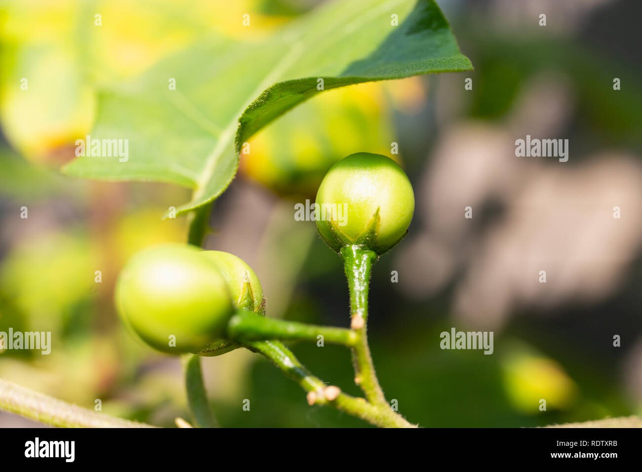 Aubergine sauvage Banque de photographies et d’images à haute résolution Alamy