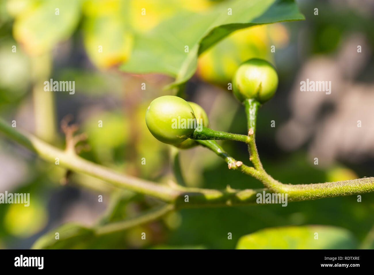 Aubergine sauvage Banque de photographies et d’images à haute résolution Alamy