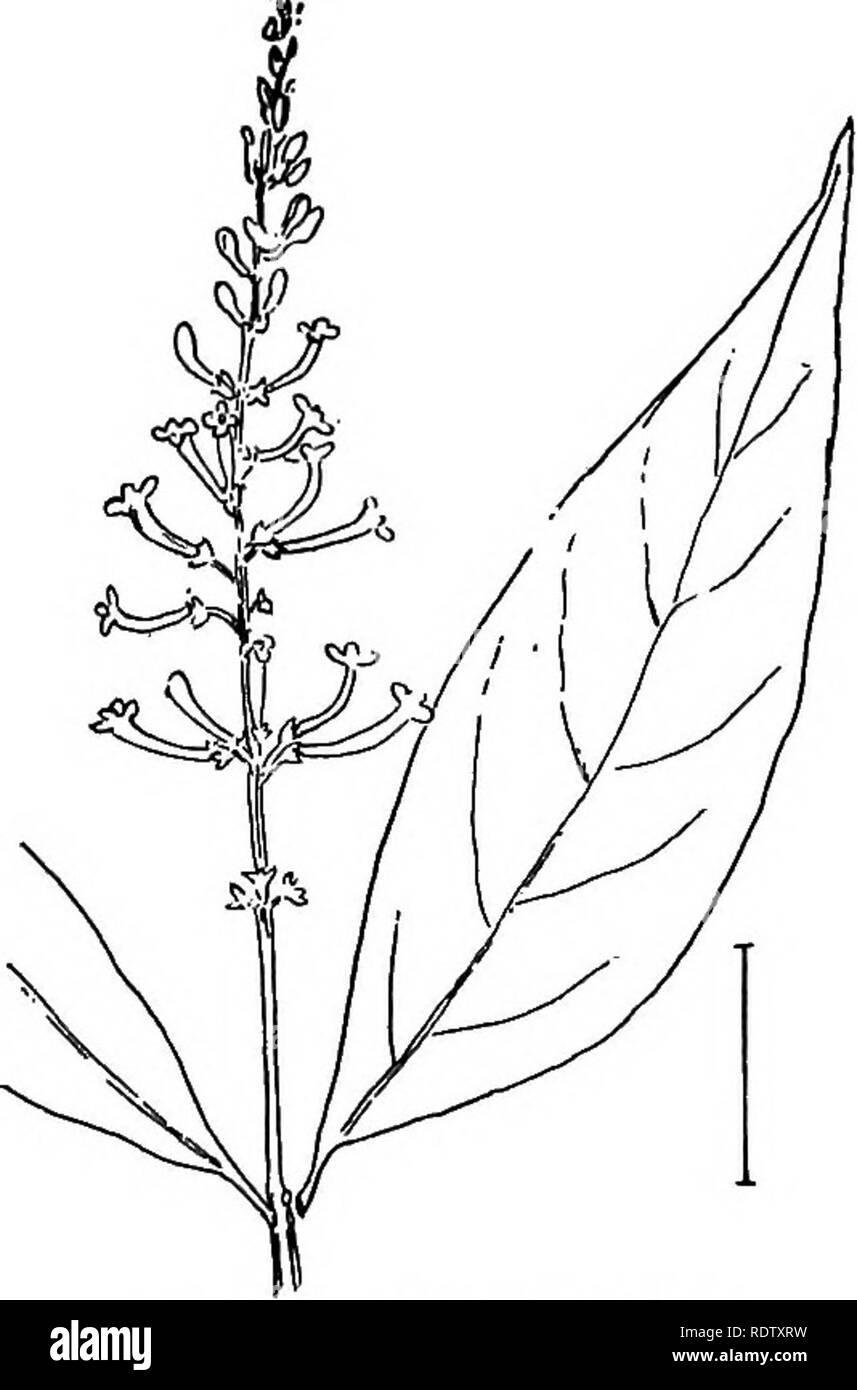 . Les arbustes ornementaux de l'United States (hardy, cultivé). Des arbustes. TECOMA 285 Asie, Afrique, Amérique du Nord et du Sud. Ces espèces ne peuvent pas il accu- ment sans un distingué de l'obseryation fleurs avec magni- définir le verre. Toutes les espèces sucker beaucoup et ne devrait donc pas être plantés où ils interfèrent avec d'autres plantes utiles. Le mince sentier escalade ou branches- parfois croître à la longueur de 25 pieds. Des boutures de rameaux [meunier ; ; ; couches seeds.] Leucophyllum texanum. LEucopHTLLnM (490) est un arbuste à croissance plage (1 pied) avec autre petite simple, u Banque D'Images