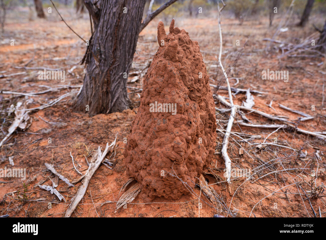 Wild termitière faite de terre rouge dans l'outback australien dans le désert central d'Australie NT Banque D'Images