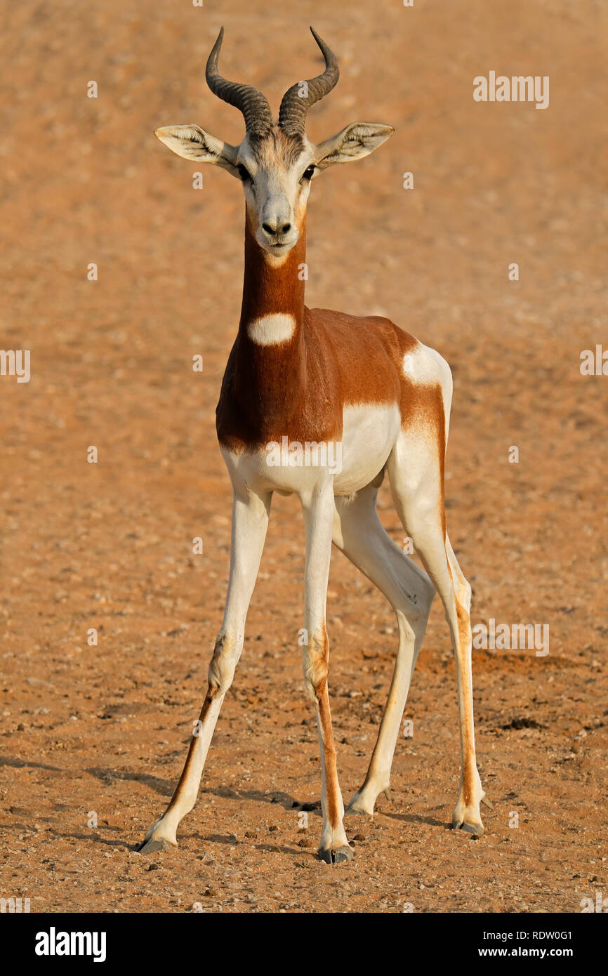 En danger critique d'hommes gazelle dama (Nanger dama), l'Afrique du Nord Banque D'Images