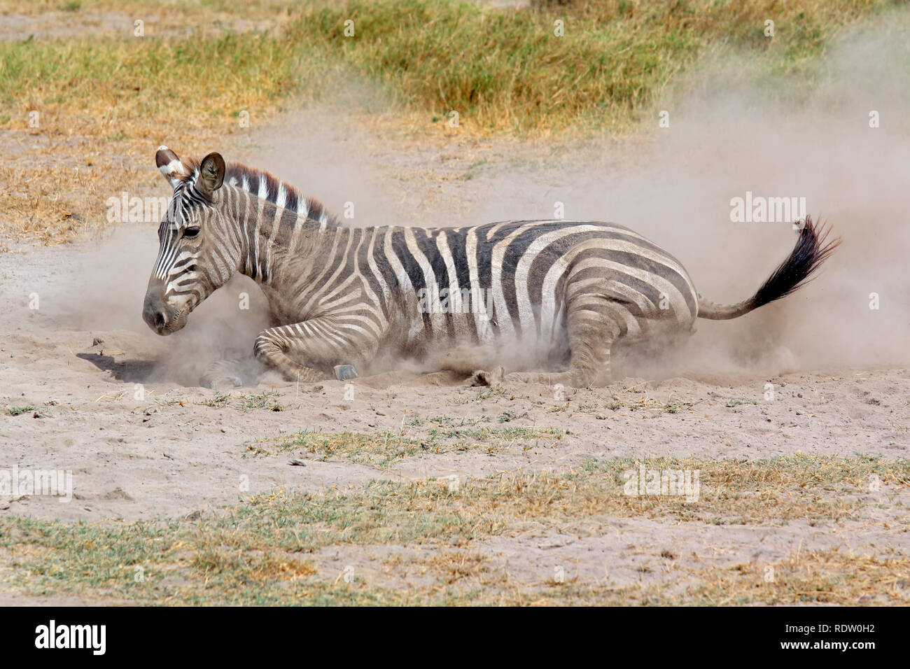 Un zèbre des plaines (Equus burchelli) roulant dans la poussière, le Parc national Amboseli, Kenya Banque D'Images