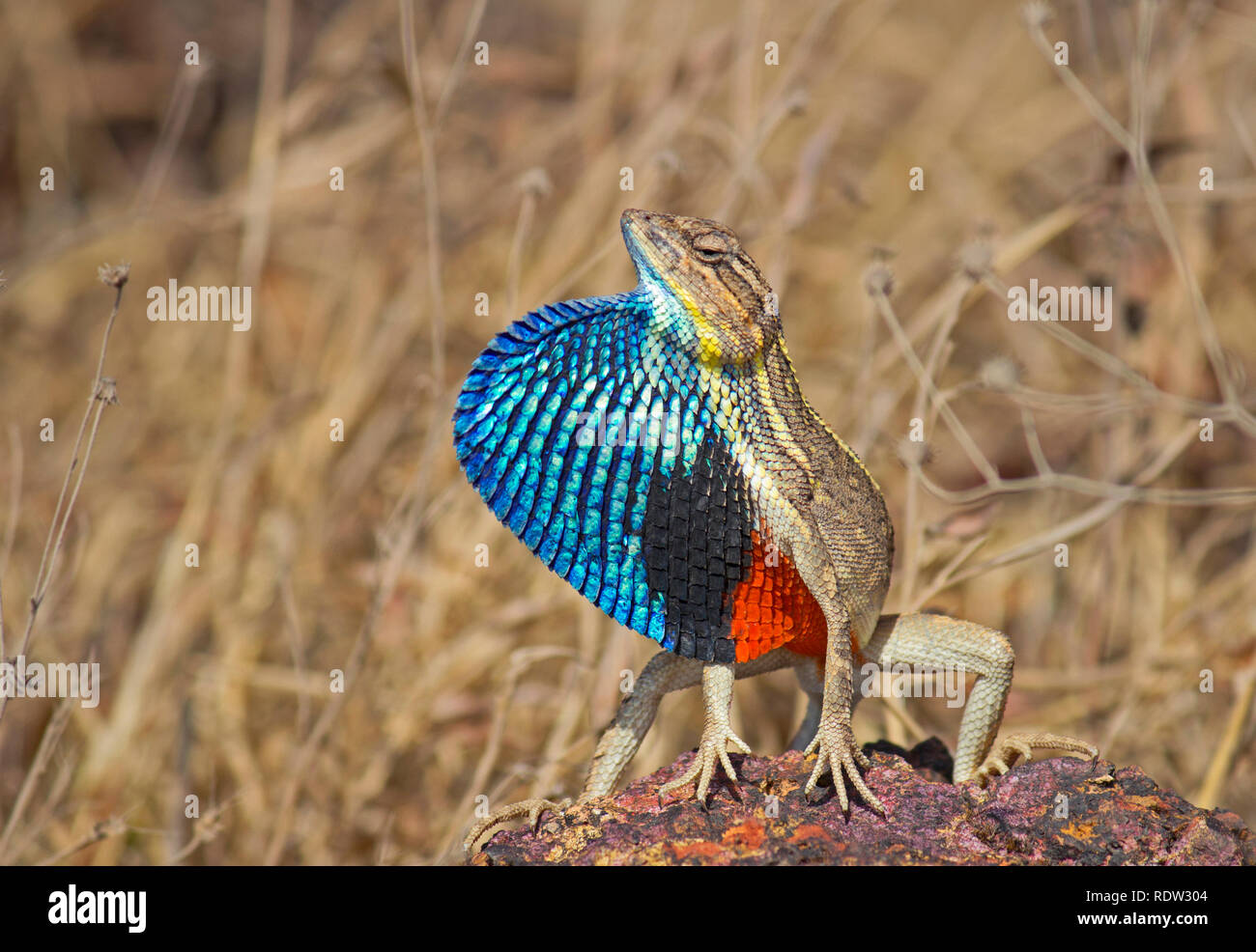 Fan-throated Lézard, Sitana ponticeriana, Satara, Maharashtra, Inde Banque D'Images