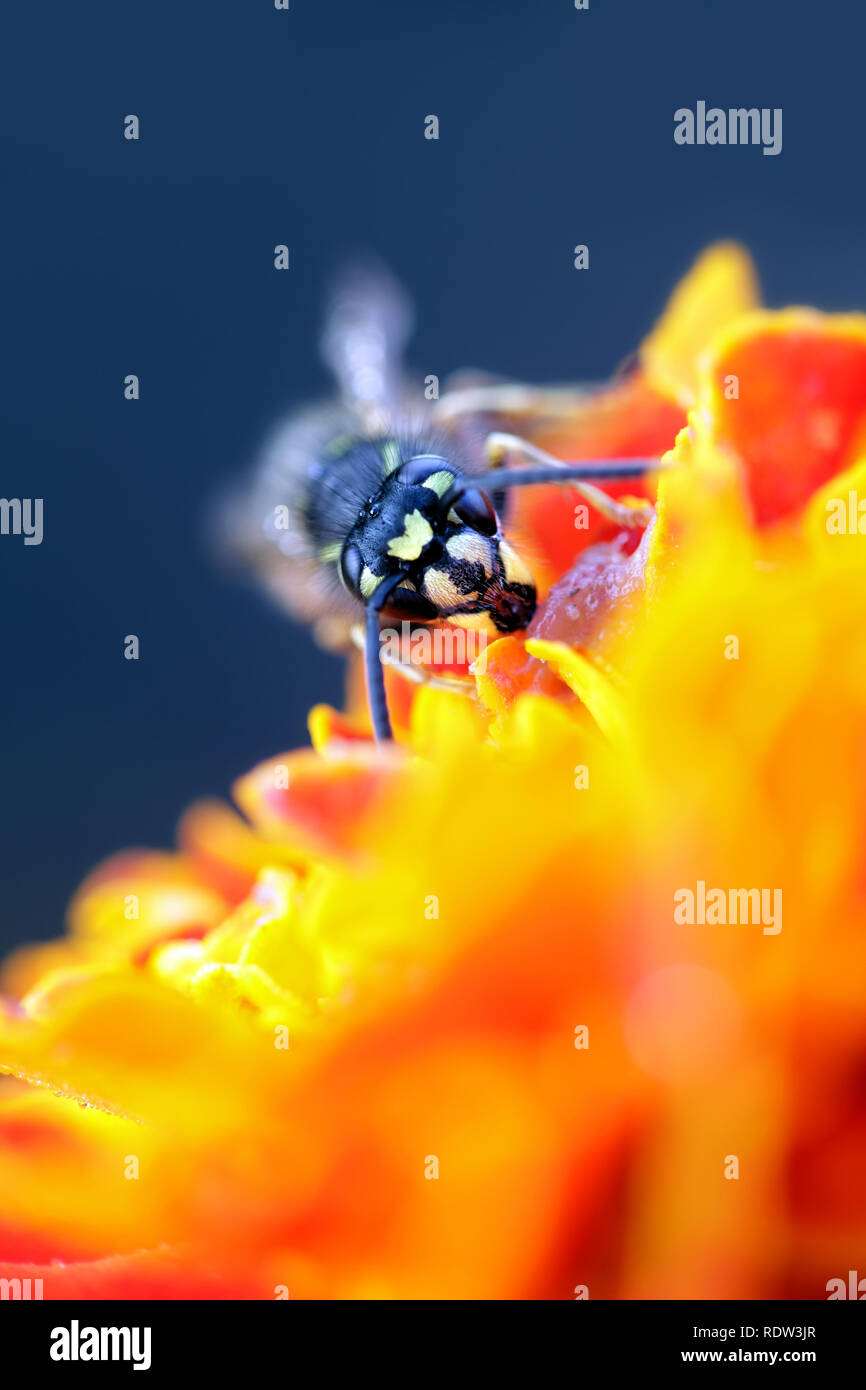Jaune commun-veste ou d'une guêpe Vespula Vulgaris, Européenne Banque D'Images