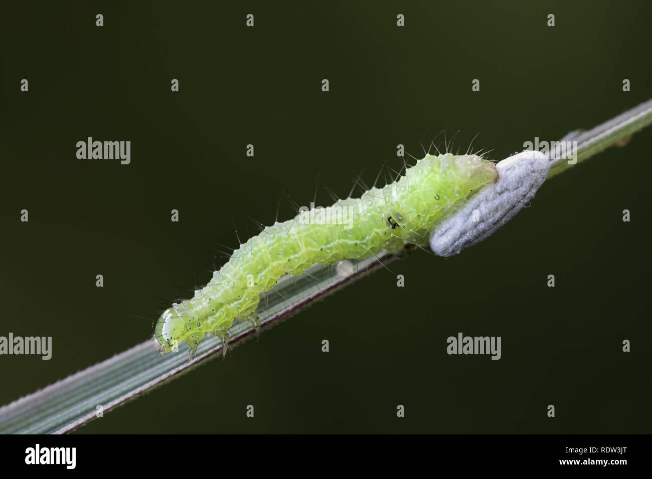 Autographa gamma, la larve, et guêpe parasitoïde cocoon Banque D'Images