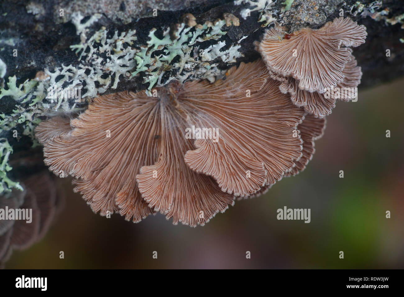 Split gill, Schizophyllum commune, étudié pour son effet immunomodulateur, antifongique, Agents antinéoplasiques et propriétés antivirales. Banque D'Images