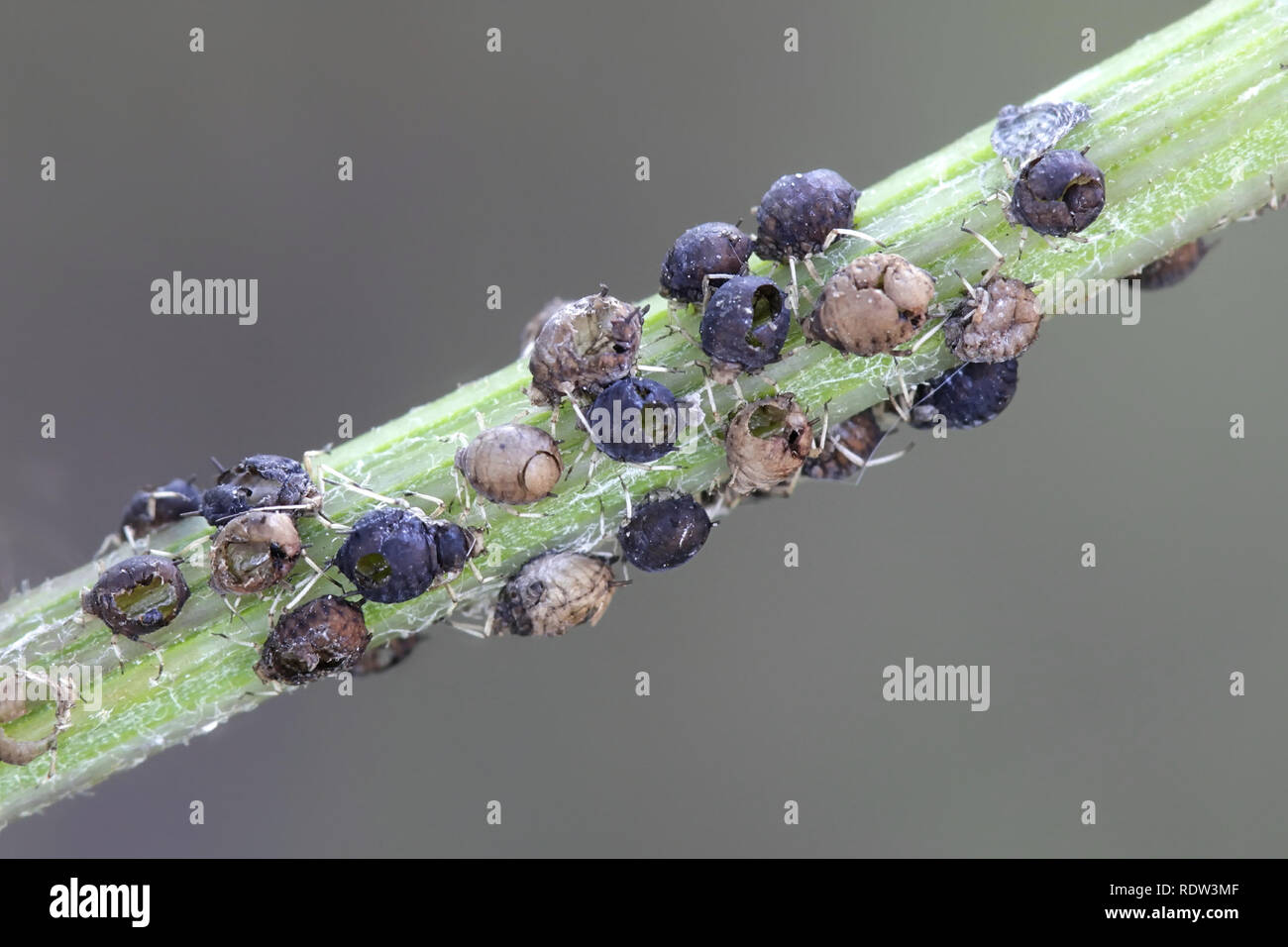 Les guêpes parasitoïdes (Aphidinae) sont utilisées commercialement comme agents de lutte biologique contre les pucerons. Ici les guêpes ont laissé leurs pucerons hôte ne laissant que vide Banque D'Images