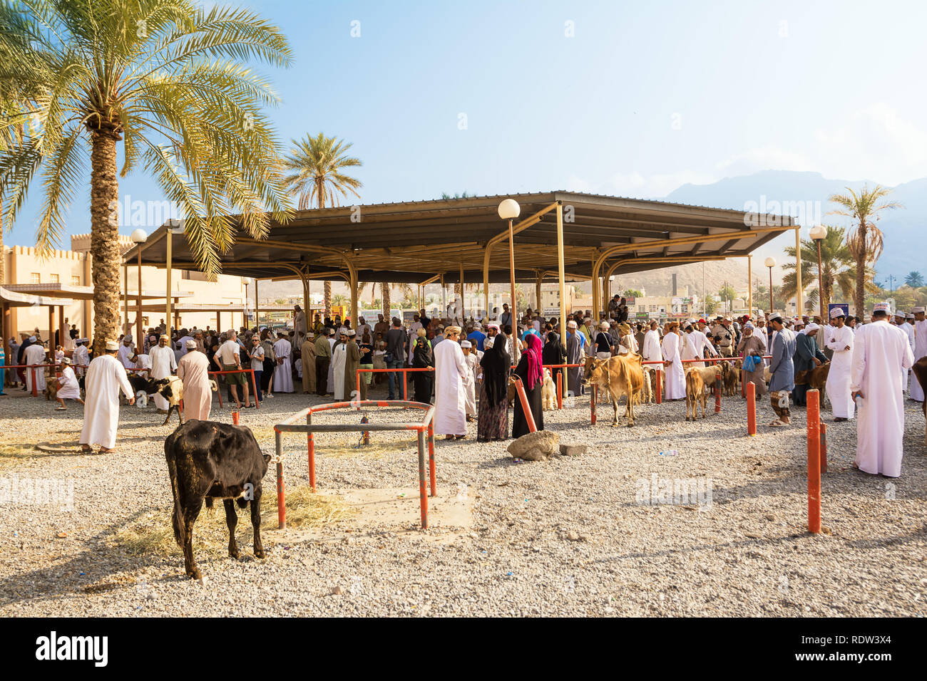 Nizwa, Oman - Novembre 2, 2018 : Aperçu de la marché des animaux Vendredi à Nizwa avec les gens et les animaux Banque D'Images