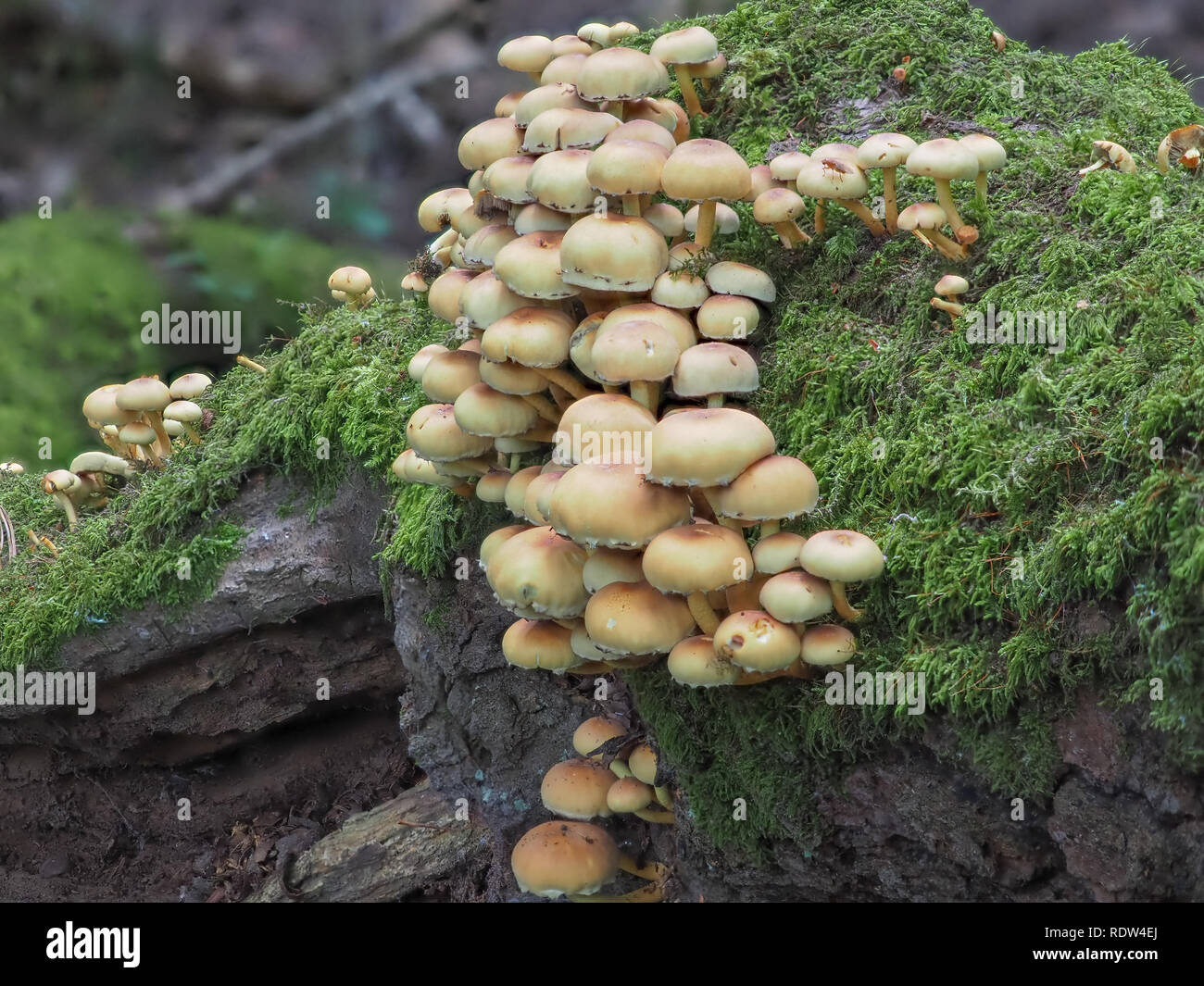 Touffe de soufre, le soufre tuft ou woodlover en cluster. Banque D'Images