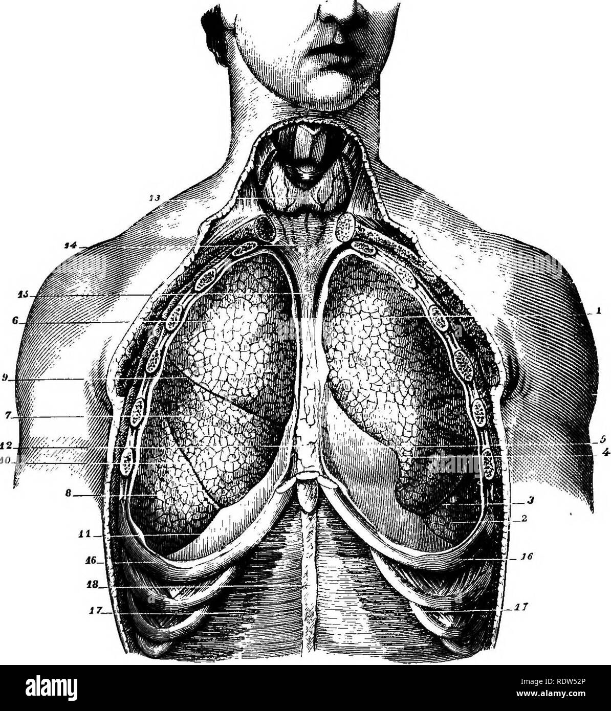 . Un texte-livre de physiologie comparée pour les étudiants et les praticiens de médecine vétérinaire (comparatif). La Physiologie, comparatif. Le système respiratoire. Organe 367) peut être comparé à un seul infundibulum du mam- pulmonaire malien. En supposant que l'étudiant est quelque peu au courant de l'anatomie grossière et fine des organes respiratoires, nous appelons à-. Fio. 289.-poumons, vue antérieure (Sappey). 1, npper lobe de poumon gauche ; 2, 3 ; le lobe inférieur, fiBsure ; 4, cran correspondant au sommet du coeur ; 5, perietirdium ; 6, le lobe supérieur du poumon droit ; 7, 8 ; lobe central, le lobe inférieur ; 9, fiesure ; 10, 11 ; fissure Banque D'Images