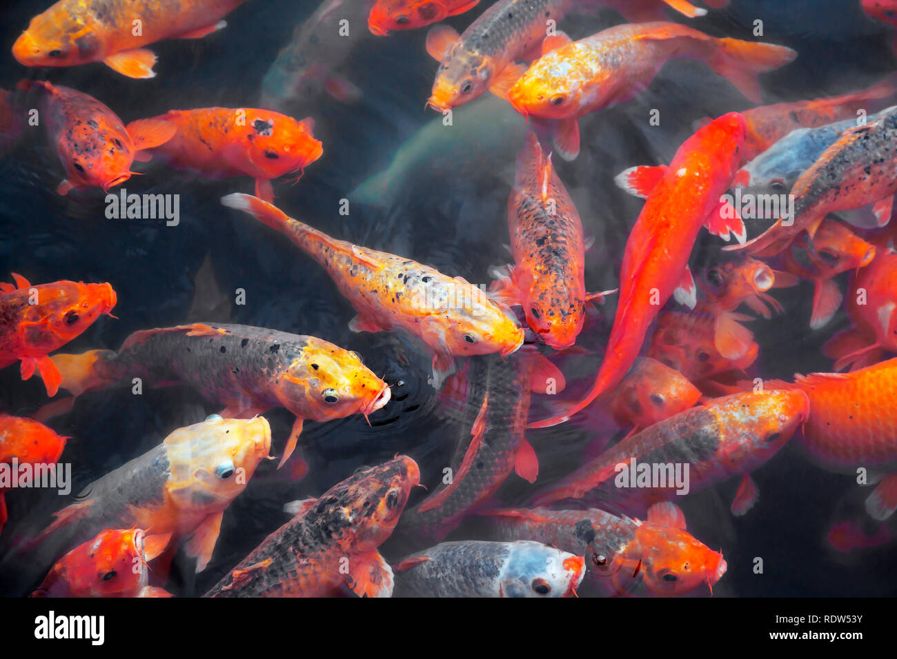 Beaucoup de poisson dans un étang de koi Banque D'Images