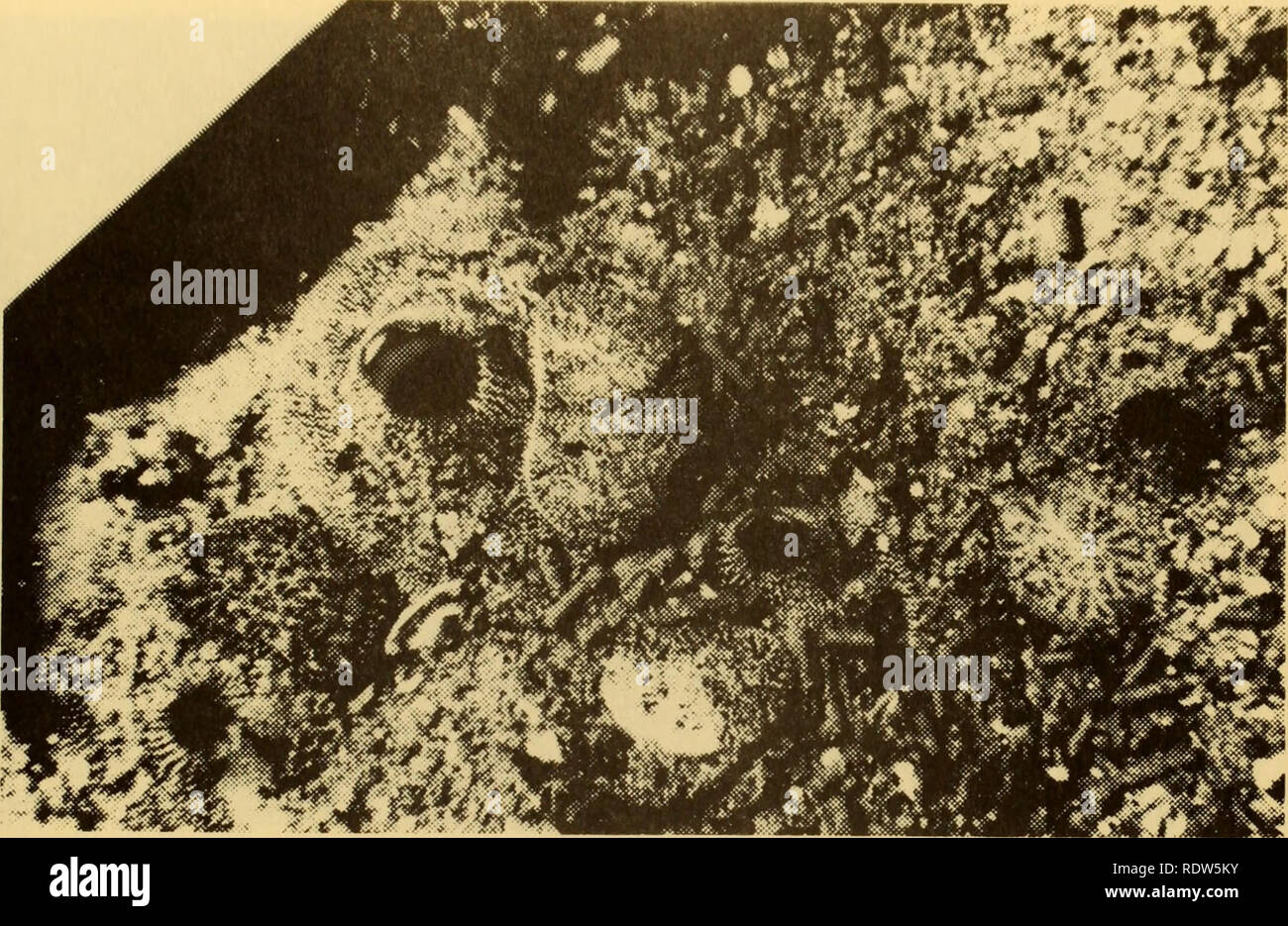 . L'écologie et la distribution de l'rockboring les pélécypodes au large de la plage de Del Monte, Monterey, Californie.. L'océanographie. Figure 44. 4 Parapholas pseudofèces cylindrique (montrant x 1 1/2). Veuillez noter que ces images sont extraites de la page numérisée des images qui peuvent avoir été retouchées numériquement pour plus de lisibilité - coloration et l'aspect de ces illustrations ne peut pas parfaitement ressembler à l'œuvre originale.. Booth, Gregory Seeley.. Monterey, Californie : U.S. Naval Postgraduate School Banque D'Images