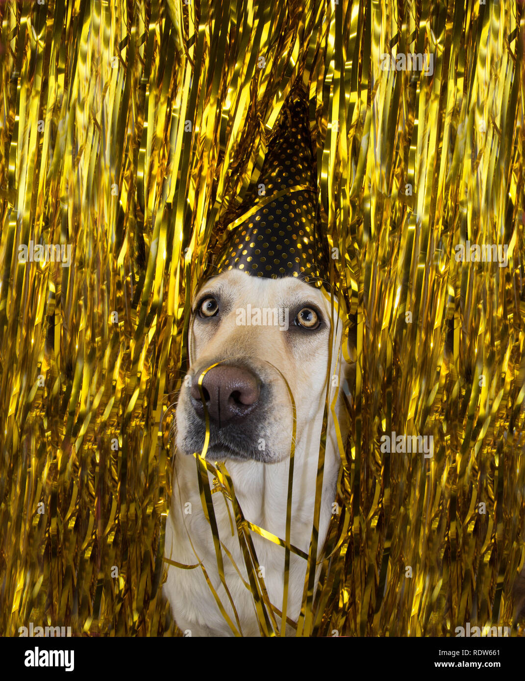Fêter UN ANNIVERSAIRE CHIEN OU LA CÉLÉBRATION DU NOUVEL AN. FUNNY LABRADOR AVEC UN CHAPEAU À POIS D'OR entre les paillettes. Courants de serpentine. Banque D'Images Fêter UN ANNIVERSAIRE CHIEN OU LA CÉLÉBRATION DU NOUVEL AN. FUNNY LABRADOR AVEC UN CHAPEAU À POIS D'OR entre les paillettes. Courants de serpentine. Banque D'Images