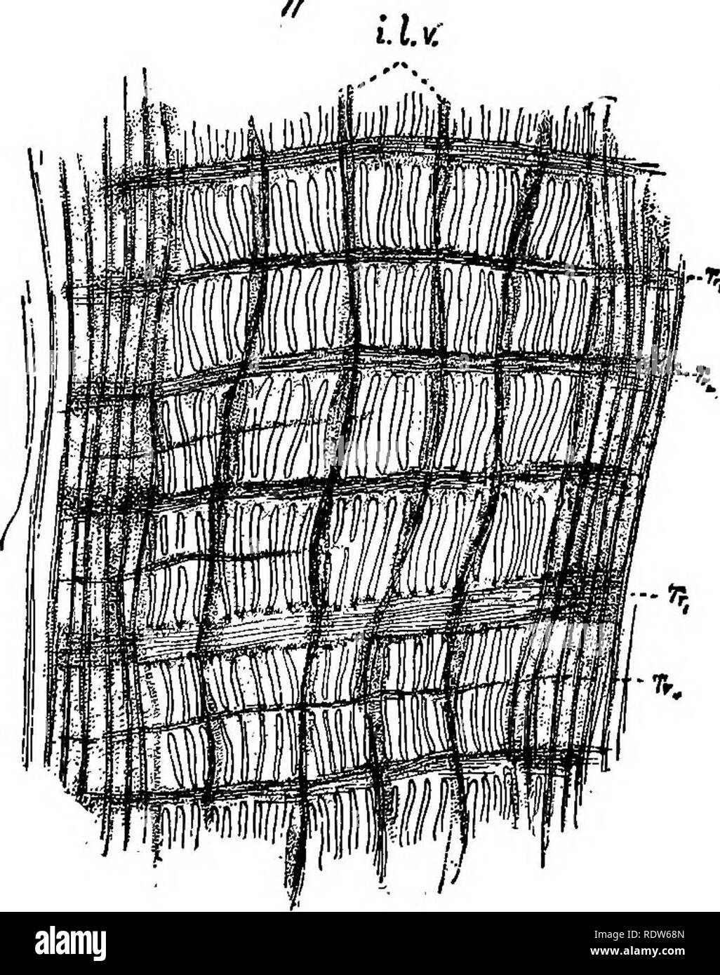. La fourrure de phoque à fourrure et îles de l'océan Pacifique Nord. Les joints d'étanchéité ; (animaux).. (Fig. 13.) Brancliial-sac avec quatre plis sur chaque côté, le développement de ces plis variant avec la taille (l'âge ?) de l'échantillon. Dans les plus petites (youT)ger' ?) les spécimens les plis sur le côté gauche plus vigoureusement développés que ceux sur la droite. Dans les spécimens de 3.1 à 6.7 cm. (Y compris pédoncule), paire de plis suivant l'endostyle avait environ 12 bars et ceux à côté de la lamina dorsale sur 20. Dans le modèle de 0,85 à 1,8 cm. Plis next endostyle avait à propos de C et ceux de la lamina dorsale suivant 12 bars. Se replie en étroite collaboration p Banque D'Images