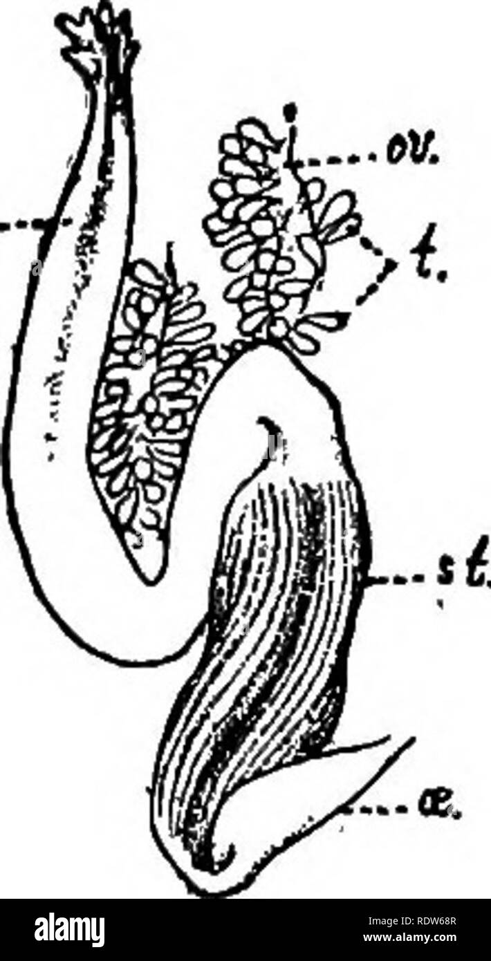 . La fourrure de phoque à fourrure et îles de l'océan Pacifique Nord. Les joints d'étanchéité ; (animaux). PEIBILOF TUNICATA OP LES ÎLES. 517.-le. (Fig. 13.) Brancliial-sac avec quatre plis sur chaque côté, le développement de ces plis variant avec la taille (l'âge ?) de l'échantillon. Dans les plus petites (youT)ger' ?) les spécimens les plis sur le côté gauche plus vigoureusement développés que ceux sur la droite. Dans les spécimens de 3.1 à 6.7 cm. (Y compris pédoncule), paire de plis suivant l'endostyle avait environ 12 bars et ceux à côté de la lamina dorsale sur 20. Dans le modèle de 0,85 à 1,8 cm. Plis next endostyle avait à propos de C et ceux suivant la société dorsa Banque D'Images