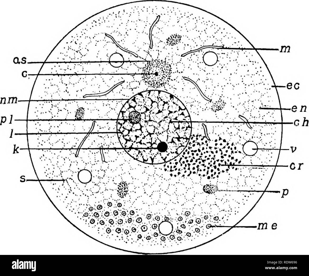 . Le cycle cellulaire chez les animaux . Les cellules. INTRODUCTION phases fibrillaire, à différentes périodes de croissance et dans différentes conditions de l'activité physiologique," et que "le protoplasme apparemment homogènes est un mélange complexe de substances qui peuvent assumer. Fig. 1. - Schéma d'une cellule, car  = attraction-sphère ; c  = centrosome ; CH  = endoplasmique chromatine ; CR  = chromidia ; re â dans l'ectoplasme ;  = cn- doplasm karyosome ; A ;  = et Z  = limn ; /h  = mitochondries ; me  = mcta- germoplasmes ; n.m  = membrane nucléaire ; p  = ; // des plastes)  = plasmosome ou nucléole ; s  = spongioplasm ; t)  = vacuole. diverses formes de visibl Banque D'Images