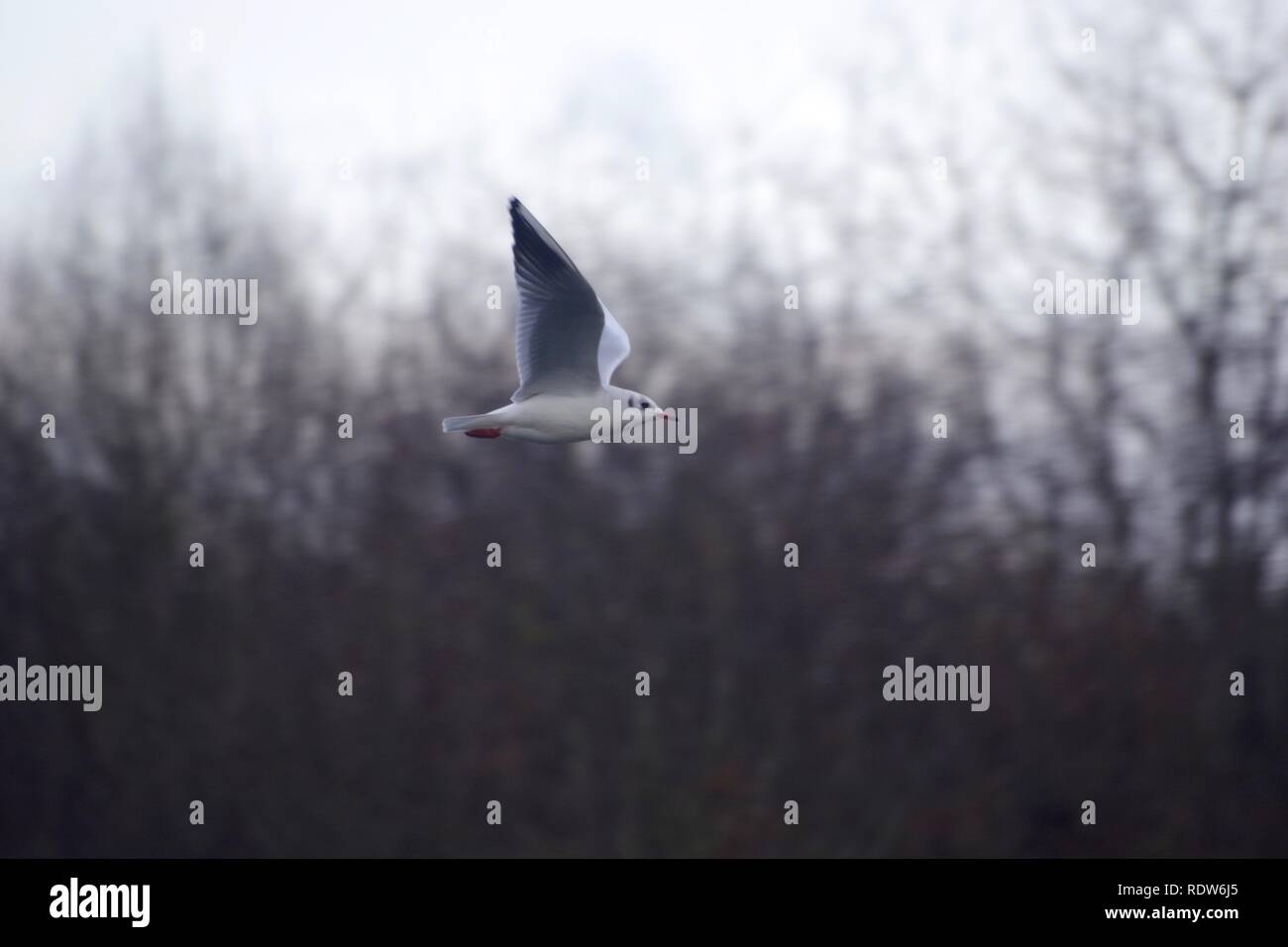 Mouette à tête noire (Chroicocephalus ridibundus) en vol au-delà d'un bois. Exeter, Devon, UK. Banque D'Images