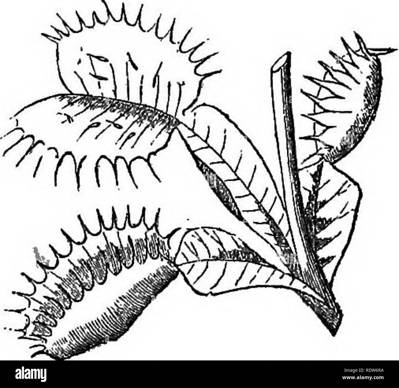 . Class-livre de botanique : être présente de la structure, la physiologie et la classification des végétaux : avec une flore des États-Unis et du Canada . La botanique, la botanique, la botanique. Les TRANSFORMATIONS DE LA FEUILLE. 65 309. Nepenthes. Les émissions de sarracénie est un indigène de la BAST Indies. Ses feuilles sont sessiles et bonne lancéolées. La nervure centrale s'étend au-delà de l'apex comme une vrille, à la longueur de six : ou 8 po. L'extrémité de cette vrille est gonflé dans un hoUow navire, semblable à un pichet, et contient habituellement environ une demi-pinte d'eau pure. Il est meublé avec un couvercle à feuilles t connecté Banque D'Images