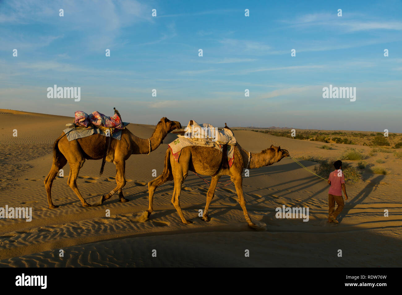 Des chameaux dans le désert du Thar, Rajasthan Banque D'Images