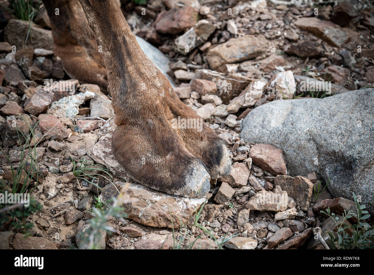 Gros plan du pied avant de chameau debout sur des rochers Banque D'Images