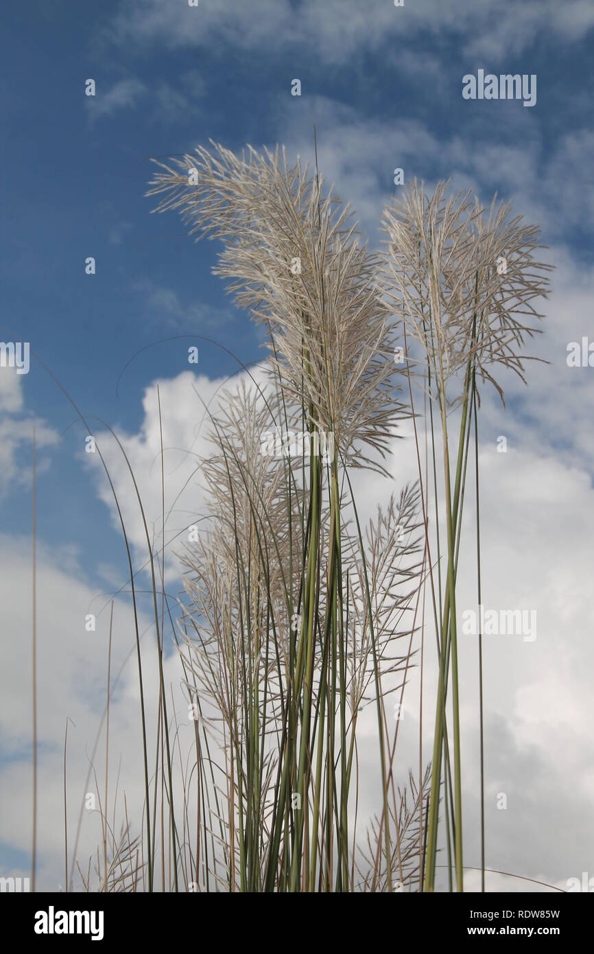 Saccharum spontaneum, কাশ ফুল, Kash Ful Banque D'Images