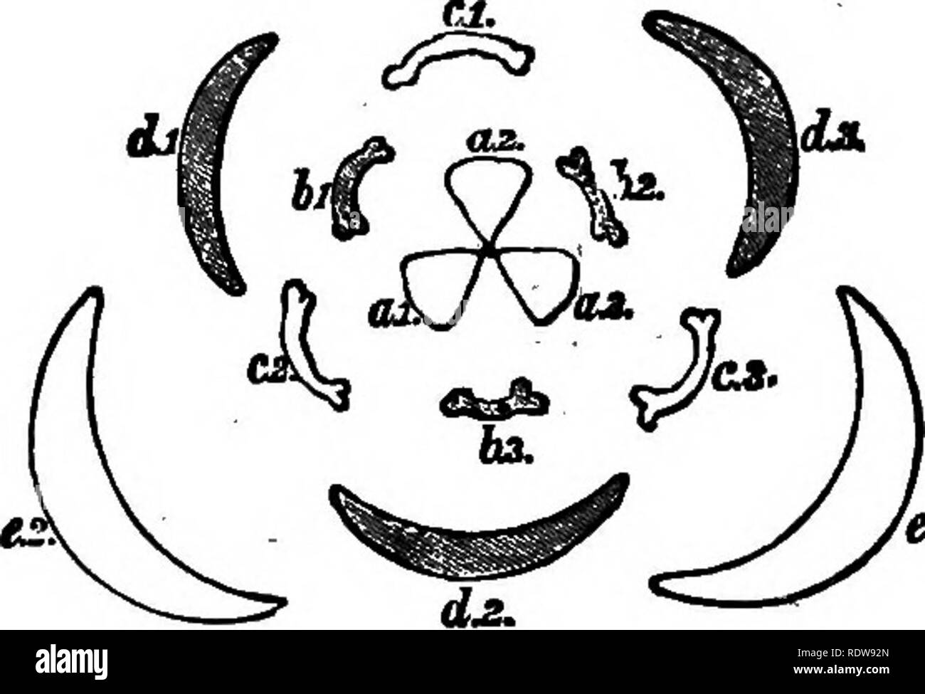 . Les fleurs et leurs pedigrees. La botanique. 22 fleurs et leurs pedigrees. Mais c'est pour nos fins actuelles l'un d'une importance capitale. La cinq-parted très primitif ancêtre commun de la marguerite, la rose, la renoncule, et nos autres fleurs y a lieu, était encore un peu visible et extrêmement simple de s'épanouir. Elle n'a fait que des feuilles vertes et des tiges de fleurs simples, surmonté d'une rangée de cinq. ", Ou des ovaires des carpelles, ^ ; étamines, rangée interne : c, étamines, ligne externe : d, ^ ; pétales, calice. Fig. 7.-^Dil primitive de ram. fleurs monocotylédones cr dix étamines, inclosing cinq ou dix carpelles. Peut-être sous Banque D'Images