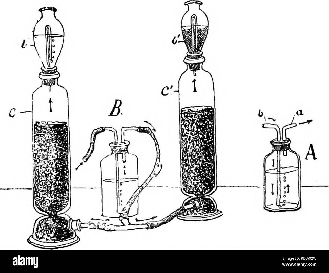 . La vie de l'usine. Physiologie végétale. 74 LA VIE DE LA PLANTE deux essais suivants servent à distinguer l'acide de carbone des autres gaz. Si l'acide carbonique est passé à travers l'eau de chaux, c.-à-d. par l'eau dans laquelle elle a été dissoute, cette solution claire devient obscurci avec une voie lactée de craie précipitée, c.-à-d. de carbonate de calcium, un composé de chaux avec l'acide carbonique. Je prends un ballon (fig. 22 A) dans laquelle deux tubes cintrés sont introduites par le liège ; l'un d'entre eux va droit vers le bas dans l'eau de chaux, tandis que l'autre, la plus courte, se termine au-dessus de la surface du liquide. Je commence par t Banque D'Images