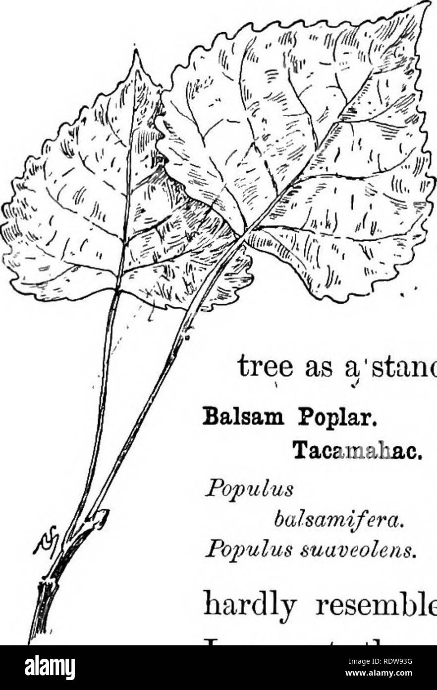 . Connaître les arbres et leurs feuilles . Les arbres. 128 arbres familiers ET LEURS FEUILLES. cas. La croissance rapide des jeunes pousses de feuilles d'ours qui parfois mesurer huit pouces de longueur .--^. Cependant, il ne faut pas oublier que les semis et les jeunes pousses de tous les arbres souvent pro- ' duce des feuilles d'une '^taille anormale, si nous prenons la feuille d'un vieil arbre comme un'standar.d. La feuille de l'peuplier baumier, ou tacamahae, est un grand tremblement de son parent. Il ne lui ressemble en tout particulier, si j'ai l'exception du dos blanc. Au-dessus, la couleur est un vert jaunâtre ; être un peu faible, et c'est- Banque D'Images