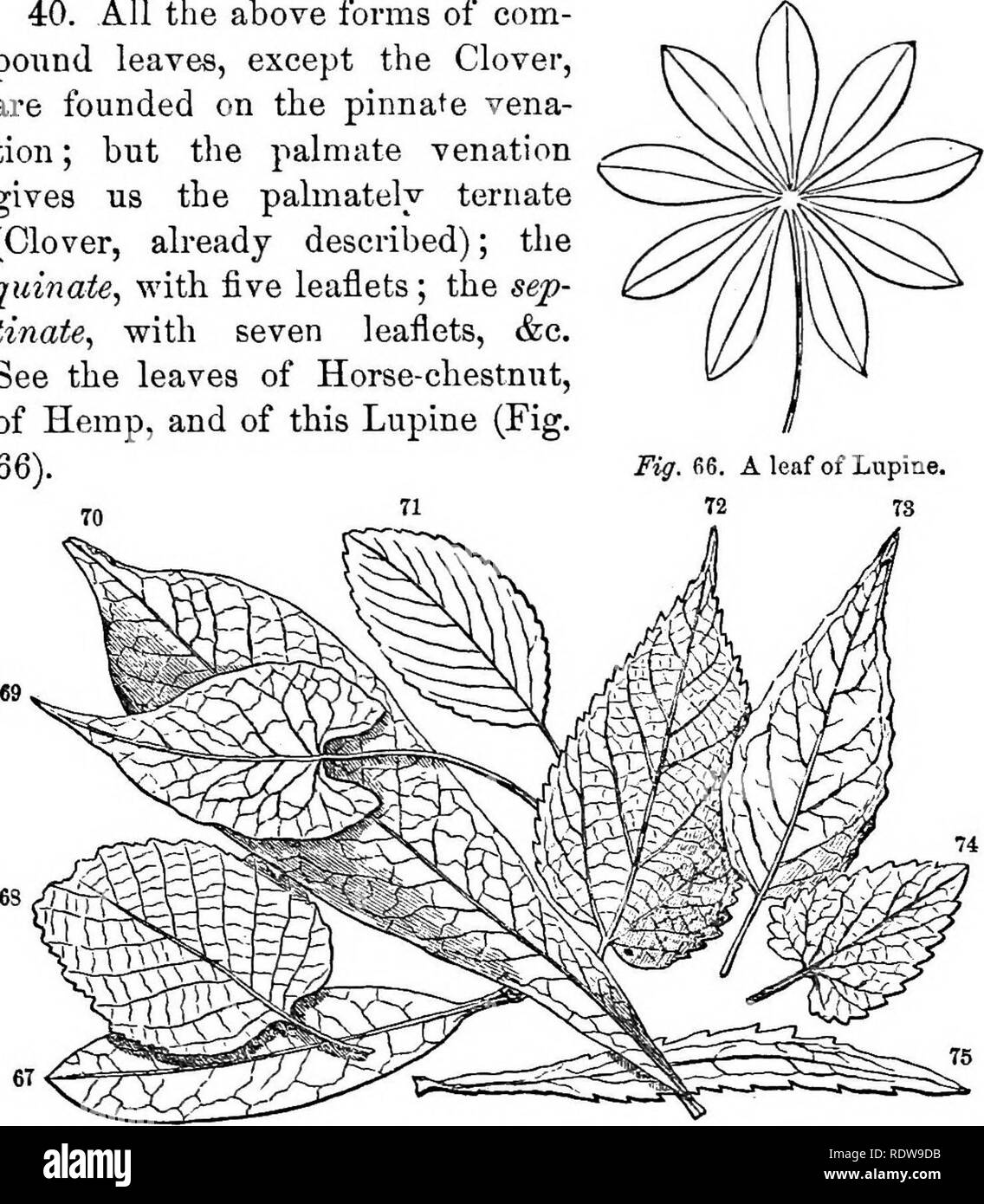 . Feuilles et fleurs : ou, des leçons de botanique avec une flore : préparé pour les débutants dans les écoles et les écoles publiques . La botanique. Formulaires et FIQUKES OP FEUILLES. 81 40. Tous les formes de com- pound, à l'exception du trèfle, sont fondées sur l'pennées vena- tion ; mais la nervation palmée nous donne l'palmately ternate (trèfle, déjà décrit) ; le quinate, avec cinq dépliants ; le sep- tinate, avec sept folioles, &amp;c. Voir les feuilles de châtaignier, de chanvre, et de ce Lupin (Fig. 66).. Fig. 67. Eose-bay (Shododendron). Fig. 68. L'aulne (Mntis glauca). Fig. 69. Knot-grass (J ?olygo Banque D'Images