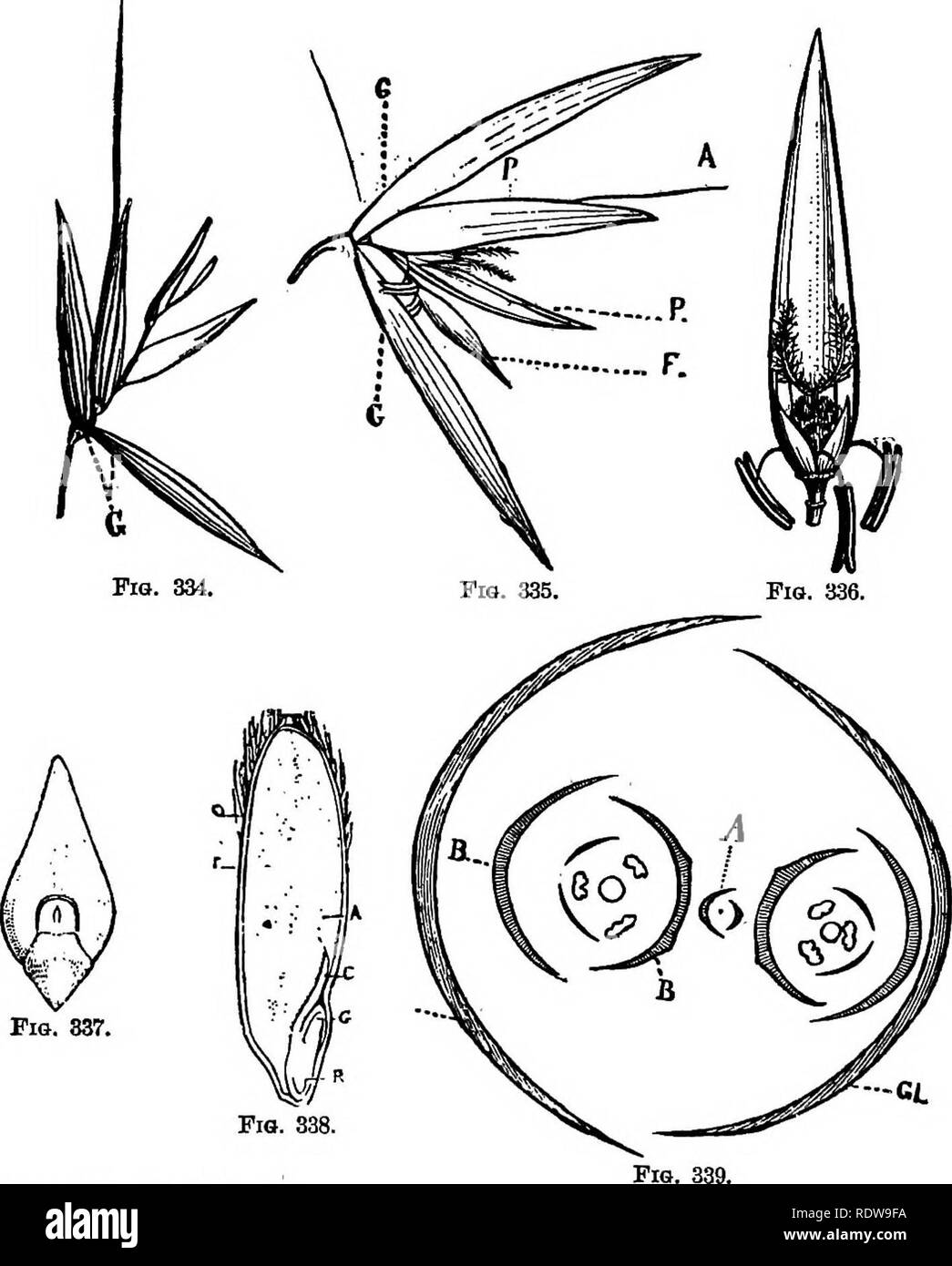 . La botanique pour les lycées et collèges. La botanique. 454 BOTANIQUE. Certaines de ces derniers sont hardy (blés d'hiver), d'autres soient tendres (printemps) Wneats ; certains sont, d'autres awnless ; dans certains, les grains sont le FIAS. 334-9.â^Inflorescence op l'avoine.. Fio. 837. Fig. 838. Tig. 334.âSpikelet. SS- ?36--épillet ouvert. G. glumes ; P, palets, ^, awn ; F, fleurs avortées. Fig, 336. ÂFlower wiih la palette. Tig. 337.âEmbryo. Fg. 338.âSection de grain. Fig. 339.âDiagram d'épillet. &Amp;l, glumes ; B, palets ; une fleur avortée,. Â une couleur foncée (blés rouges), dans d'autres, ils sont de couleur de lumière (les blés blancs). L'expér Fabre Banque D'Images