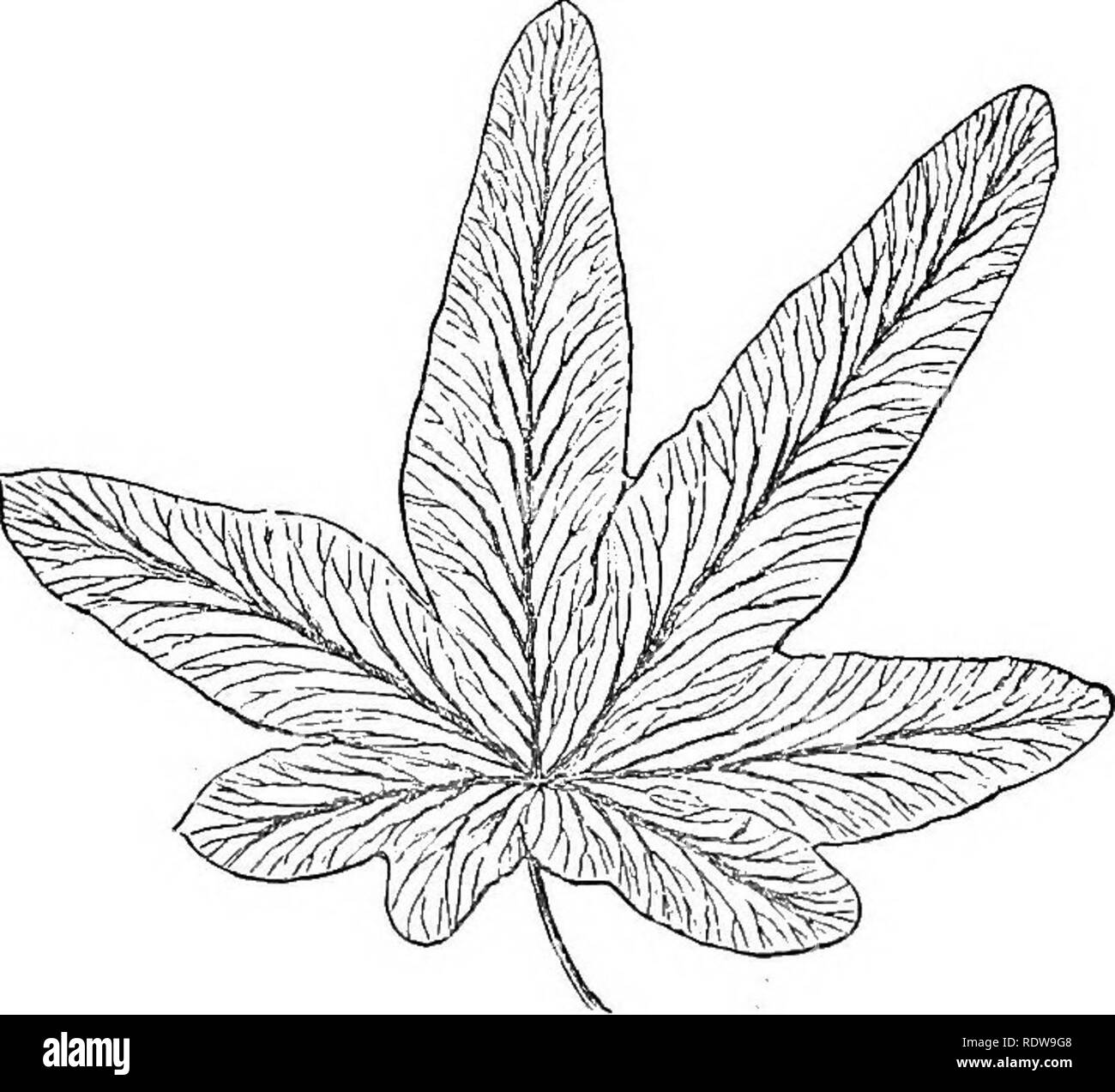 . Feuilles et fleurs : ou, des leçons de botanique avec une flore : préparé pour les débutants dans les écoles et les écoles publiques . La botanique. u DES LEÇONS DE BOTANIQUE. Avec nervation palmée. Feuilles d'érable sont très familiers ex- Exemples de la même. 11. Notre prochaine figure (5) représente les feuilles de la tulipe. Comment est très différente de sa nervation ! Comment, même en douceur, et polislied sa surface ! Les veines toutes fonctionner côte à côte, de la base au sommet, dans les courbes gracieuses et régulière. Ils sont si près de parallèle, que tbis genre de nervures appelés , tbe. nervures parallèles Regardez les feuilles d'herbe, le /f/u 4 feuilles de maïs, Banque D'Images