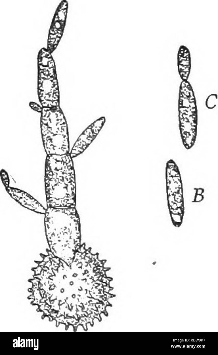 . Manuel de botanique. La botanique. Fig. 219. partie de la sombre figure représente des masses de spores qui s'échappe. Le charbon com sont parfois aussi gros qu'un poing d'homme ; tiiey se produisent sur la tige, feuilles, racines ou, dans les oreilles ou dans les panicules. Une grande partie d'une oreille, ou même un ensemble de l'oreille, peut être remplacée par la masses noires. Le champignon qui cause la maladie est constitué de fils de branchement qui une oreille smutted de §»«^ 0 entre les cellules du maïs. Remarquez l'immense superficie plante hôte et envoyer branches du noyaux malades. Le ^^^^ ^-^^ ^^^ ^gijon q obtenir de la nourriture. Le champignon ne tue pas l'hôte cel Banque D'Images