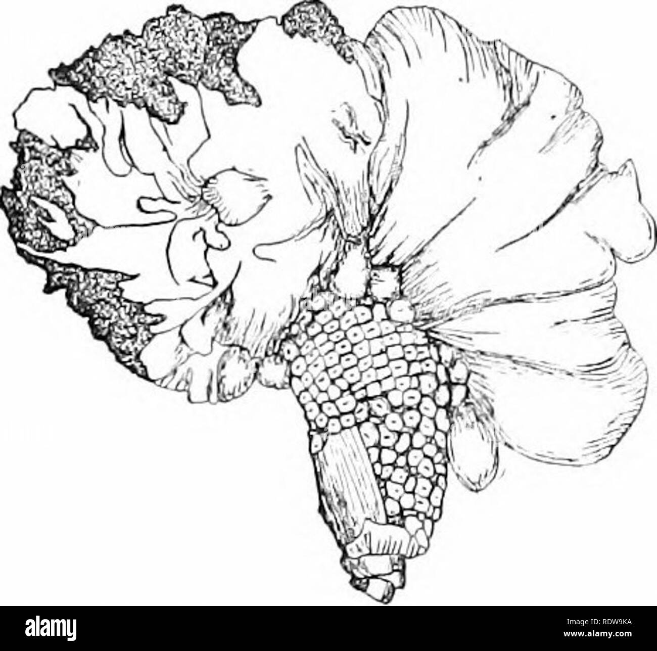 . Manuel de botanique. La botanique. 386 Manuel de botanique. Fig. 219. partie de la sombre figure représente des masses de spores qui s'échappe. Le charbon com sont parfois aussi gros qu'un poing d'homme ; tiiey se produisent sur la tige, feuilles, racines ou, dans les oreilles ou dans les panicules. Une grande partie d'une oreille, ou même un ensemble de l'oreille, peut être remplacée par la masses noires. Le champignon qui cause la maladie est constitué de fils de branchement qui une oreille smutted de §»«^ 0 entre les cellules du maïs. Remarquez l'immense superficie plante hôte et envoyer branches du noyaux malades. Le ^^^^ ^-^^ ^^^ ^gijon q obtenir de la nourriture. Le champignon ne Banque D'Images