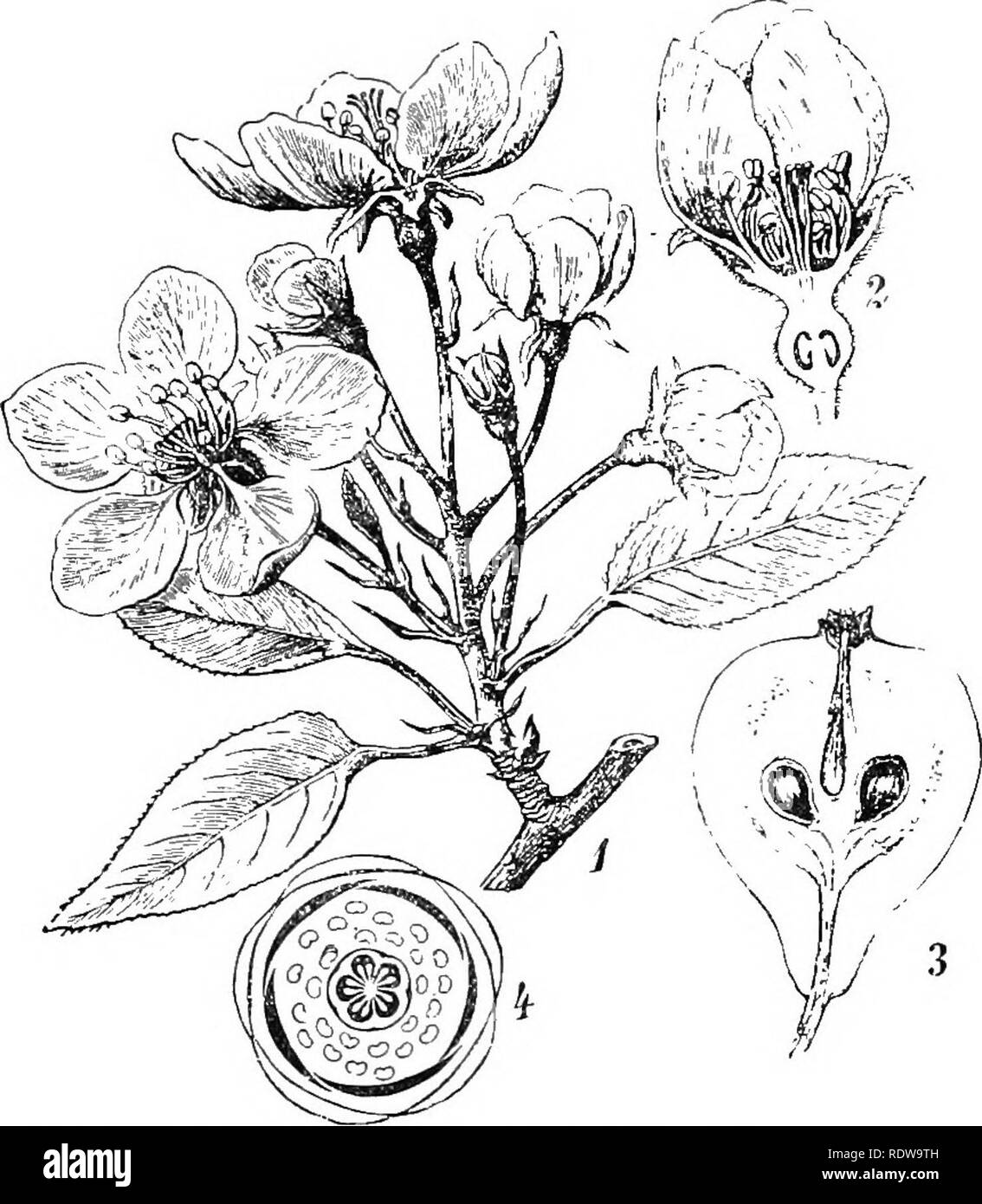 . Les plantes ; un texte-livre de botanique. La botanique. MONOCdTYLEDONS et dicotylédones &gt;o;3 beaucoup de vrai roses ont une forte ressemblance (Fig. '•307) à la renoncule (Rani(nciihis hypogy), avec leurs fleurs ordinaire-, et un nombre indéfini des étamines et des carpelles, mais les sépales et pétales sont beaucoup plus souvent cinq, le nombre d'être Dicotyl mieux établie. L'. Fig. 249. La politique.Poirier (pintes communis), montrant hranch avec fleurs (1), sec- tion d'une fleur iJ) montrant son epigynoiis personnage, section de fruits (3) montrant l'thiclcened calice à l'extérieur de l'ovaire ou "core" ( Banque D'Images