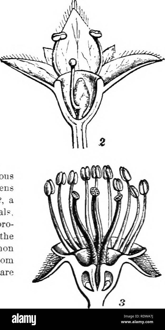 . Les plantes ; un texte-livre de botanique. La botanique. Fig.'21.^5. Fleurs de rose famille : i, un hypogynous PottidUla sejuiK de fleurs.. pétales, étamines et arisins : de sous la tête de carpelles ; 2, un perigynous AtchfinlUa de fleurs. Les sépales, les pétales et les étamines, arisini^ de rim de l'um-comme pro- longation du récipient, qui entoure le carpelle ; 3. une epigynou^ fleur de la politique Apple, dans laquelle toutes les parties semblent surgir de la partie supérieure de l'ovaire, dont deux des loculi sont vus.-Après Focke. réceptacle, qui entoure le pistil ou pistils, la fleur est dit à )eperigynous (Figs. 205, ,', 20, paragraphe 3 Banque D'Images