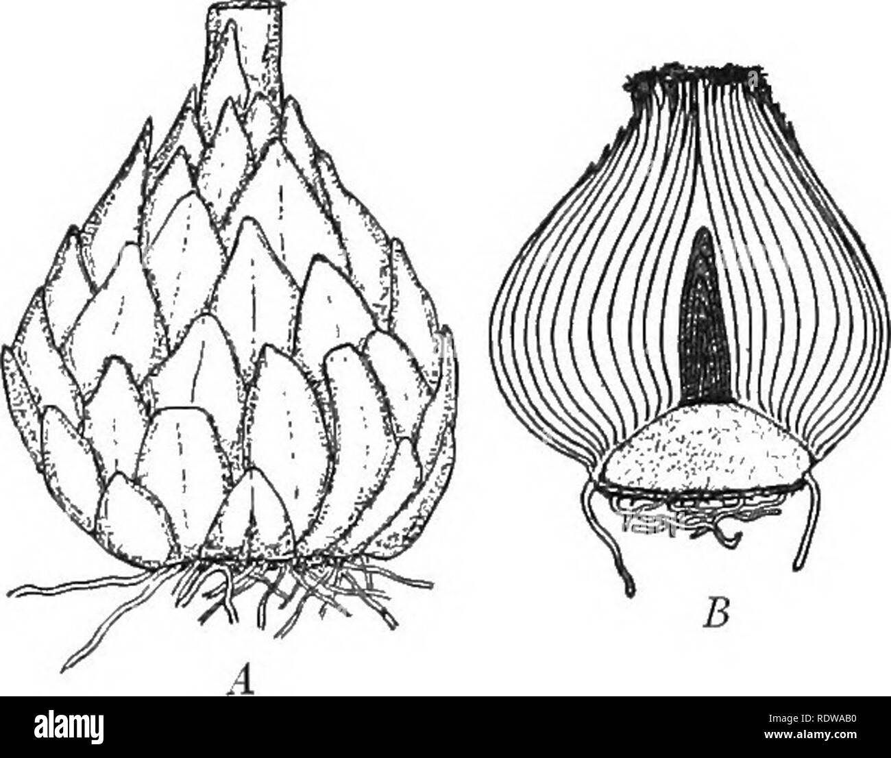 . Manuel de botanique. La botanique. Tiges ET BRANCHES ET LEURS USAGES 201. Fig. 122. -4, un lis l'ampoule. S, l'ampoule de la jacinthe d'une coupe par le milieu. Après un gris. (Fig. 121). Mais dans certaines installations, certaines parties de la tige ou des branches sont mis à part en tant que stockage d'organes, et plusieurs des structures tige spéciale que nous avons à considérer sont les organes de ce genre. D'autres sont des organes, et d'autres encore servent de moyen de multiplication. 220. Bulbes et tubercules. - Une lampe se compose d'une tige courte couverte par feuilles charnues ; les feuilles contiennent la majeure partie de l'usine d'aliments de réserve. Certains bul Banque D'Images