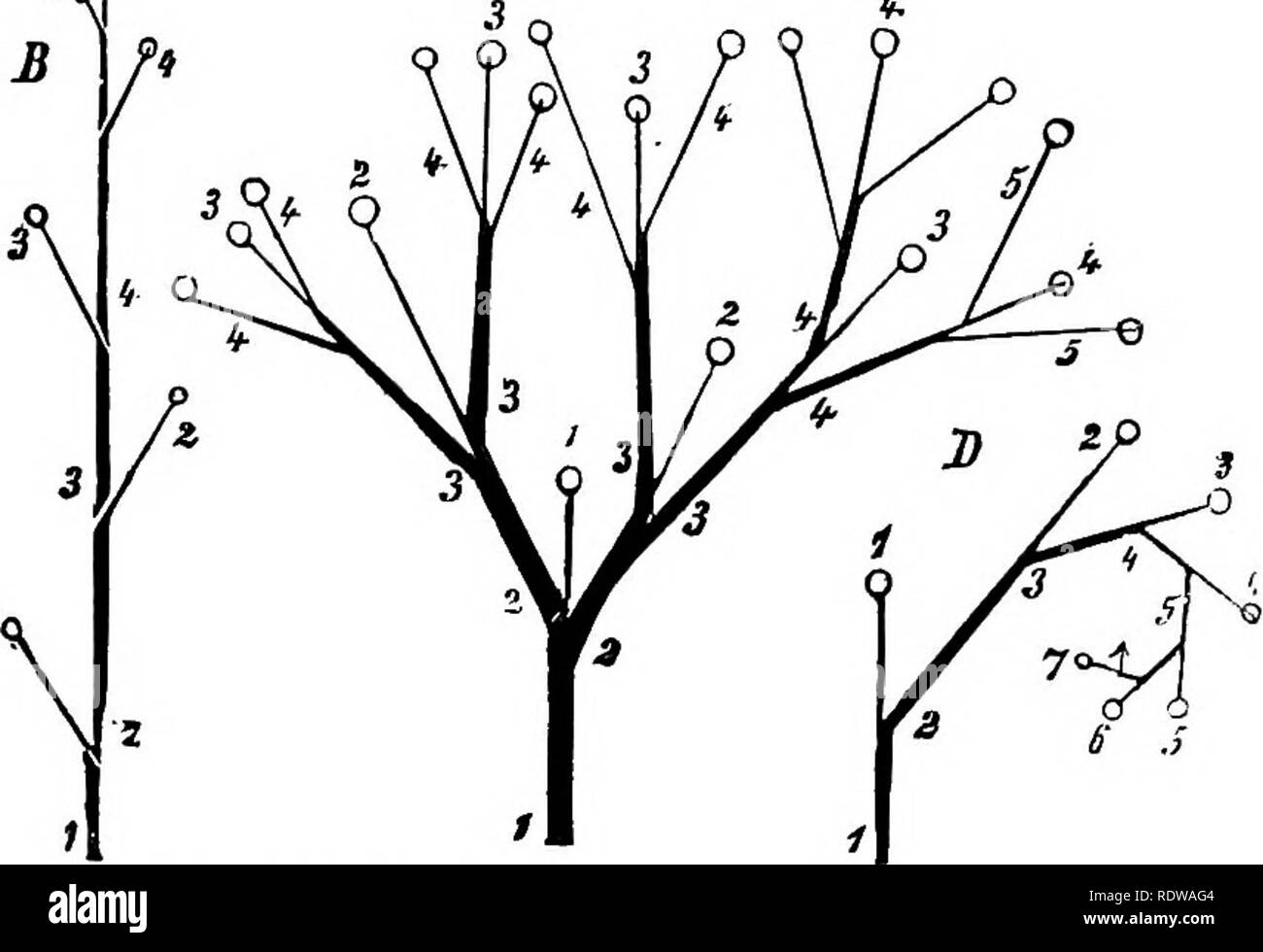 . La botanique pour les lycées et collèges. La botanique. GENEBALIZED FORMES. 139 (4). Ils se posent toujours dans l'ordre* acropète. (5.) Ils se développent plus rapidement que l'caulome n'est au-dessus de leur insertion. Quand ils sont nombreux leur croissance rapide donne lieu à l'accumulation de phyllomes connu comme un. Bud. (6.) Les phyllomes de tous les végétaux sont toujours d'une forme différente de l'caulomes. 177.âGeneral Modes de ramification de membres. Il existe deux modes de la ramification de la membres de l'usine-corps. Dans l'un, l'apex de la mem- ber se divise en deux nouveaux points de croissance, à partir de branches whicli p Banque D'Images