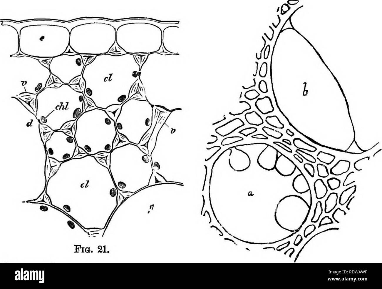 . La botanique pour les lycées et collèges. La botanique. 30 botanique. liemioid zling saillie d'être rencontré witli dans certains végétaux. Lorsque les cellules sont très actifs, il arrive parfois que la fine membrane qui ferme le haut d'une fosse se développe et est poussé par en. J'^a. 21. Le navire, comme à t dans la figure inférieure (fig. 31a), où tli représente l'épaissir- ed du mur, et la partie mince loa clos- ment les fosses. Oc- casionally beaucoup de ces protubérances inscrire le navire, comme dans une figure dans la partie supérieure ; si ihesebe- venir grand ils peuvent tout à fait remplir la cavité du navire qu'au 6, wh Banque D'Images