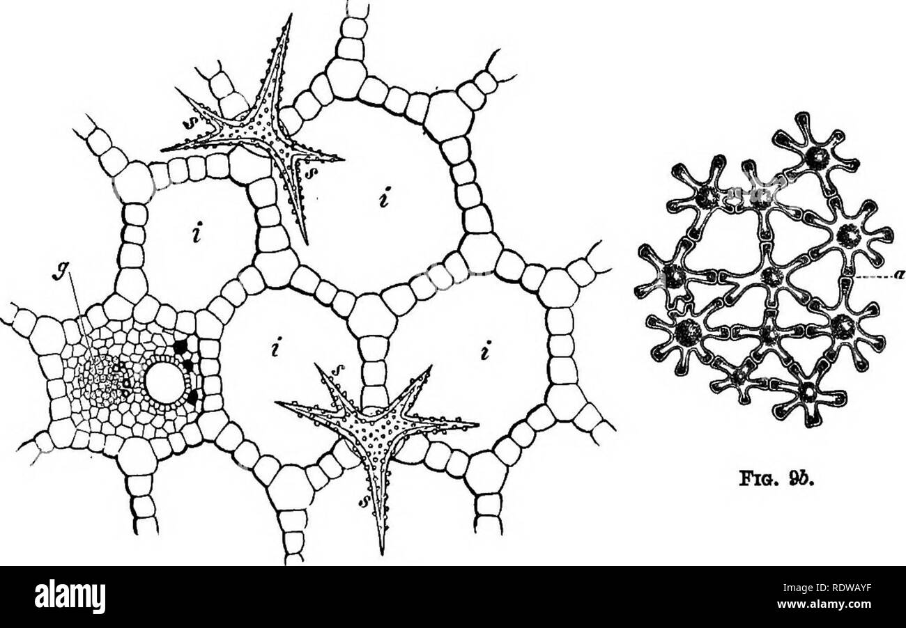 . La botanique pour les lycées et collèges. La botanique. La FIA. "T. Fio. 9. Fig. 9.--une crosB-coupe dans le pétiole des Nitphar advena ; s, fi, cellules en forme d'étoile se projetant dans l'intercelmlar Li espaces ff, un flbro réduit-vasculaire banale. Agrandie.-Après Sachs. Fig. 96.- cellules stellaires à partir de la moelle de Junaus effusus, magnifiée. Après-du- ant de la chartre. activités physiologiques de ses cellules individuelles. La cellule est donc aussi l'unité physiologique de l'usine.. Veuillez noter que ces images sont extraites de la page numérisée des images qui peuvent avoir été retouchées numériquement pour plus de lisibilité - couleur Banque D'Images