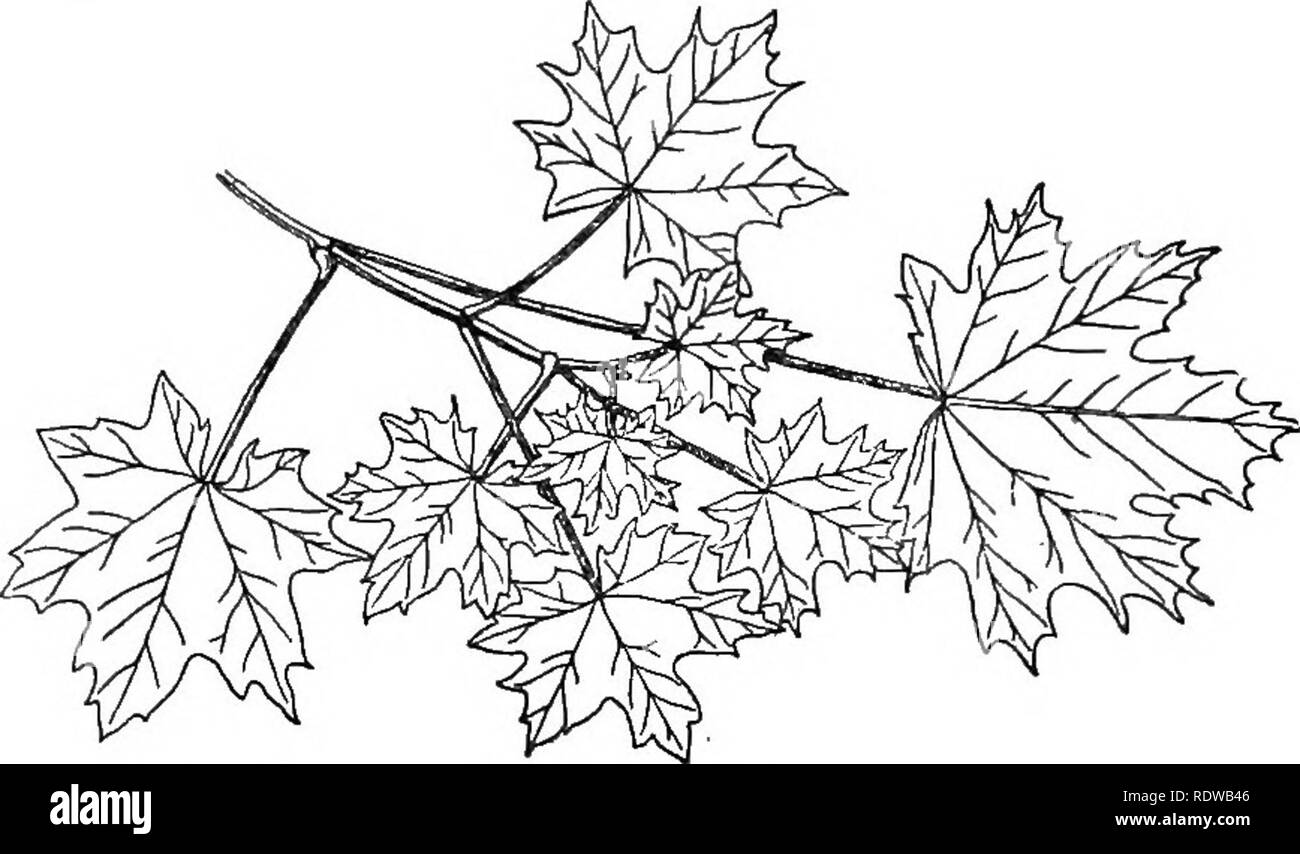 . Les usines britanniques ; leur biologie et leur écologie. La botanique, la botanique, écologie végétale. Lumière et chaleur 71 une position qui tend à contrôler la transpiration. Le stimulus entraînant les tracts à se déplacer est le retrait de la lumière. La position verticale est aussi une protection contre l'irradiation excessive et les risques de blessures par le gel. Radia- tion est supérieure d'une surface verticale horizontale qu'un ;. La FIA. 23.-HoKizoNTAL ou pousse, avec des feuilles d'érable aeranoed rs un avion. (Réduit. Plus Aetek.) il y a donc moins de risque de refroidissement excessif lorsque les feuilles sont dans la nuit que s'ils sont restés dispersés Banque D'Images