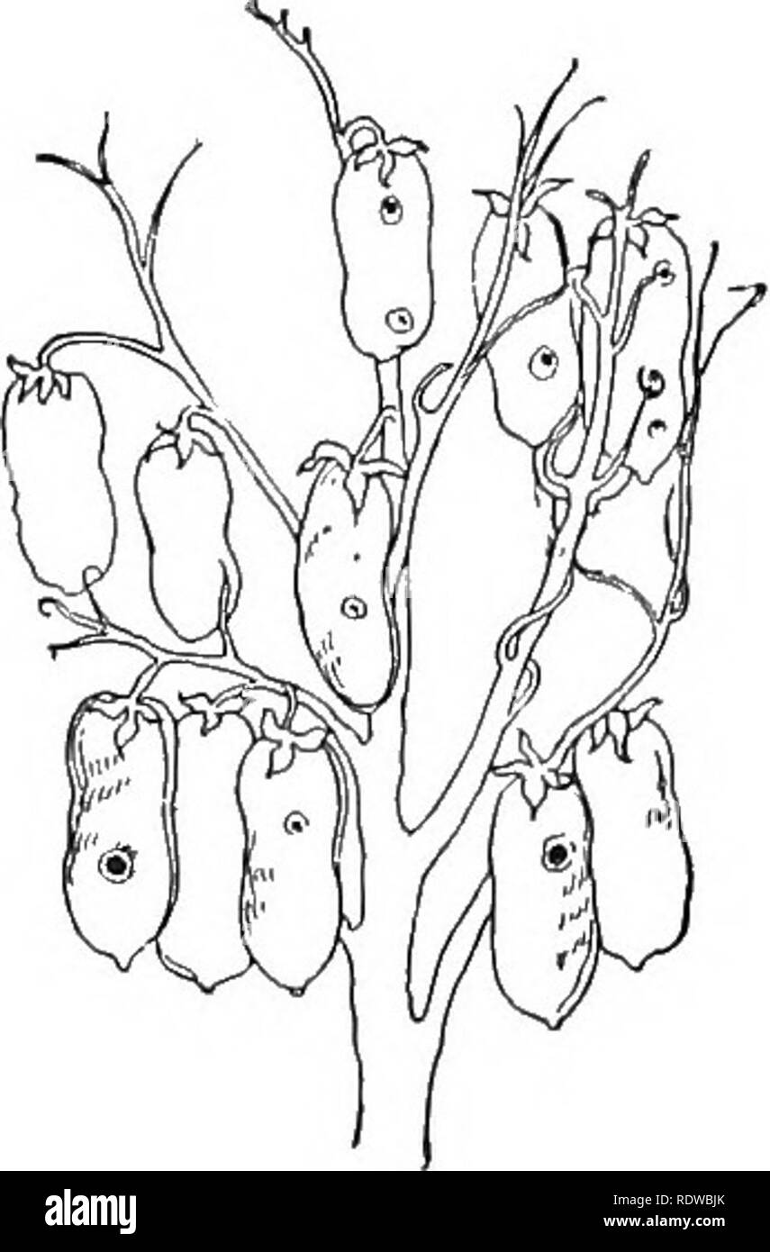 . Les plantes ; un texte-livre de botanique. La botanique. 130 RELATIONS AVEC LES PLANTES. de la politique commune de loosestrifes. Chaque fleur a étamines de deux longueurs, qui, avec le style, permet d'envisager trois combinaisons. Une fleur est en court d'étamines, les étamines de longueur, et à long style ; d'un autre est en court d'étamines, mi- longueur, style et les étamines ; la troisième a court style, au-longueur des étamines, et de longues étamines. Dans ces cas aussi les stigmates sont destinés à recevoir des jDollen d'étamines. Veuillez noter que ces images sont extraites de la page numérisée des images qui peuvent avoir été retouchées numériquement pour plus de lisibilité - col Banque D'Images