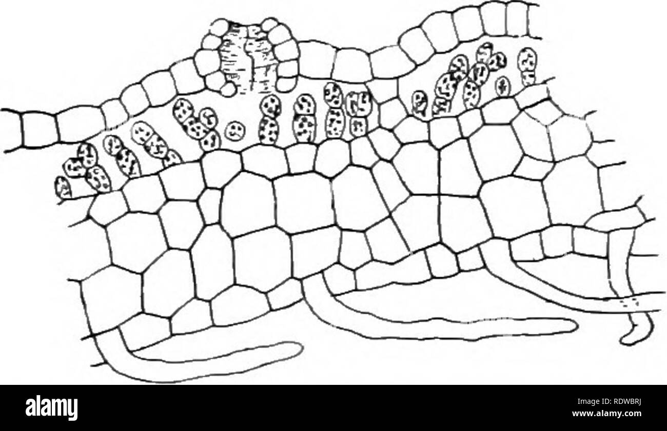 . Les plantes ; un texte-livre de botanique. La botanique. L'approvisionnement en denrées alimentaires. Par conséquent, les processus sont élaborés qui pene- trate et absorber. Le gui et de graines de cuscute sont- "plantes qui ont cette habitude, et les deux ont de tels processus (voir fig. 102, 103). Cette habitude est beaucoup plus développé, cependant, dans un groupe de plantes, connu sous le nom de champignons. ilany de ces champignons parasites vivent sur les plantes et les animaux, illustrations commun étant le mildiou des feuilles de lilas et beaucoup d'autres plantes, la rouille du blé, le charbon du maïs, etc.. Structuie racine. -Dans le plus bas des groupes de plantes (algffi, champignons, un Banque D'Images