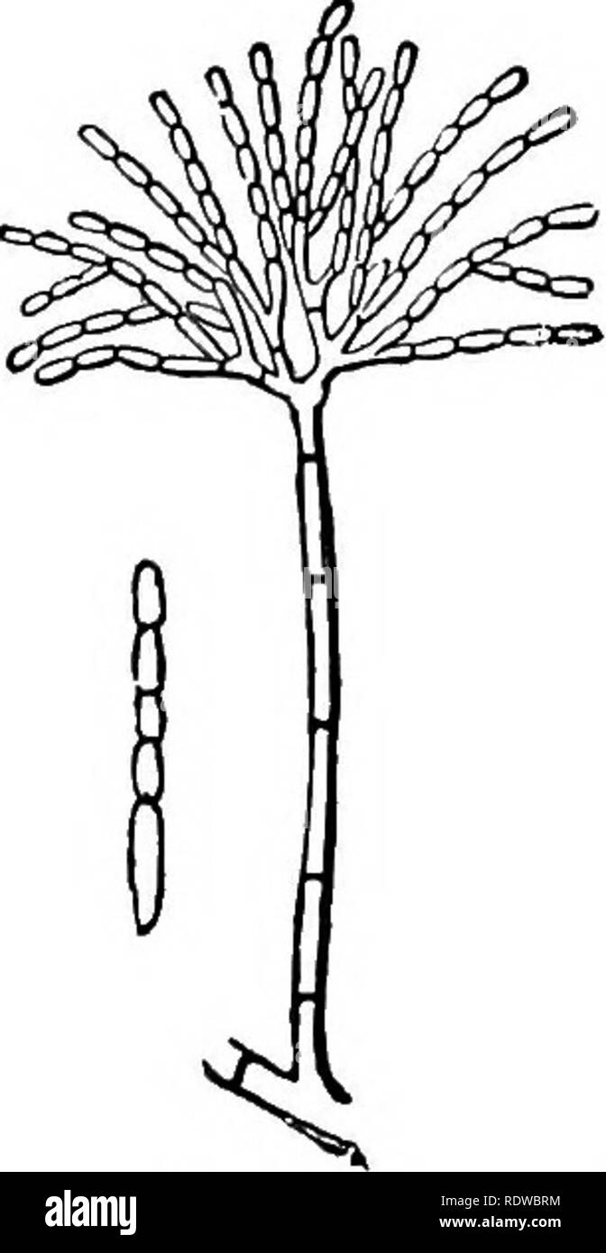 . L'essentiel de la botanique. La botanique. CARPOPBYTA. 161. (I) Moisissure bleue peut être obtenu à partir de fruits en décomposition, pâtisserie, et fréquemment à l'encre. 335. Le Cup-Fungi et leurs alliés {SelvellacecB Ordre).-La Coupe commune-champignon des bois est un bon représentant de la présente ordonnance. La fa- miliar cup- ou la croissance en forme de soucoupe est en réalité le fruit des spores, tandis que l'usine elle-même pousse généralement dans la clandestinité. L'usine se compose de filaments blanchâtres, qui se développent sur ou dans le sol, en puisant leur nourriture de bâtons en décomposition, les racines, etc. 336. Mais on sait peu de choses quant à la reproduction asexuée, hut Banque D'Images